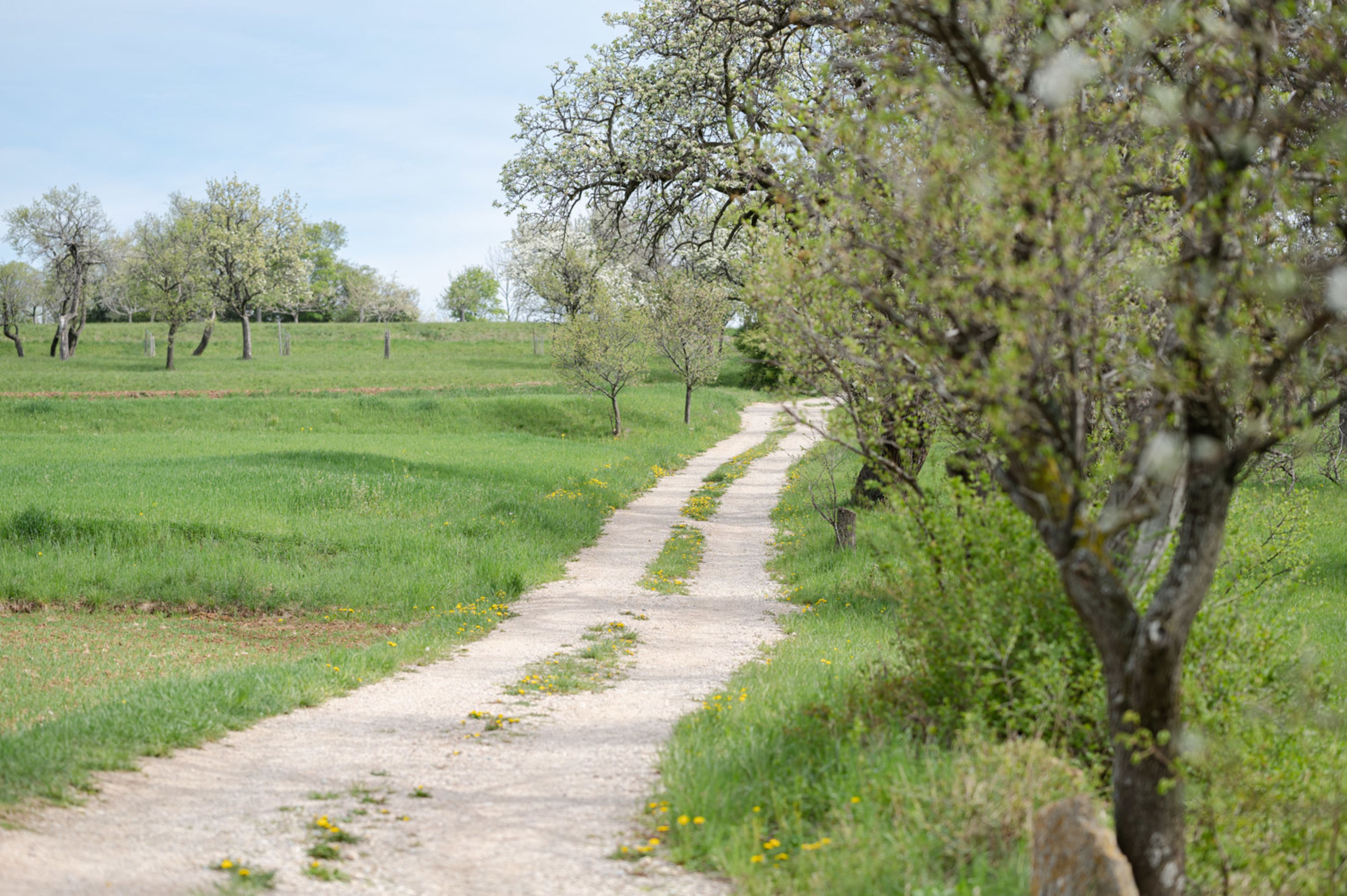 Frühling in Würflach, April 2023