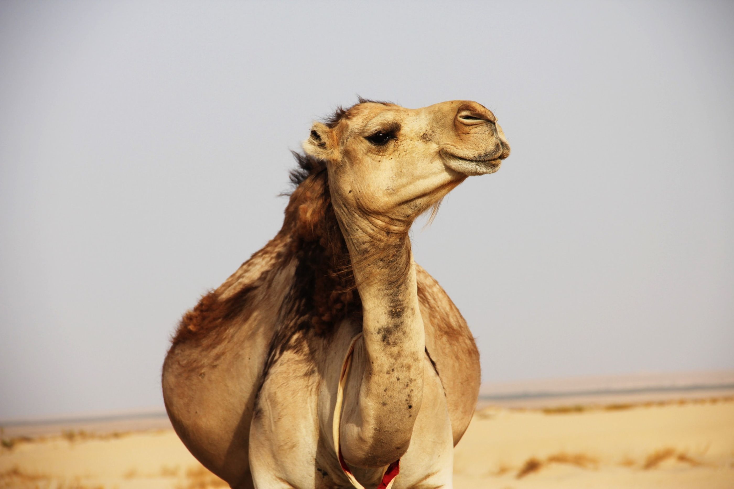 Kamel für Camel Cup