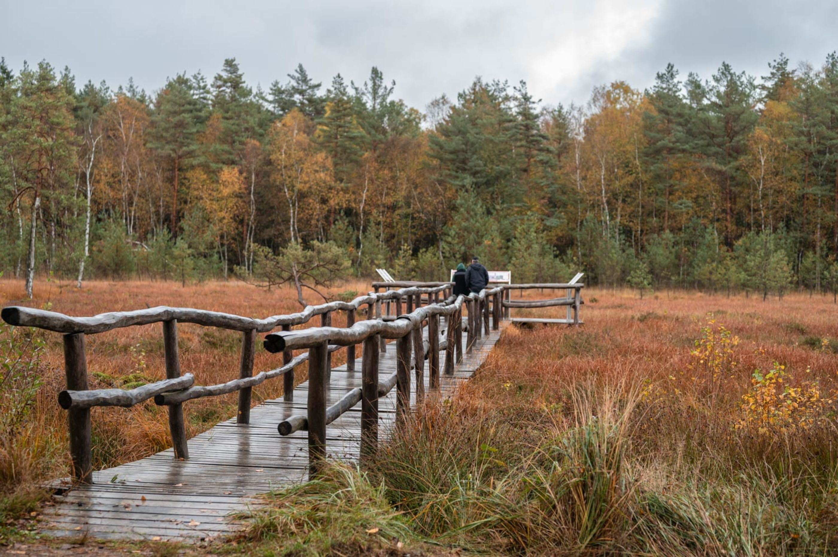 Steg am Moorlehrpfad durchs Heidenreichsteiner Moor im Herbst
