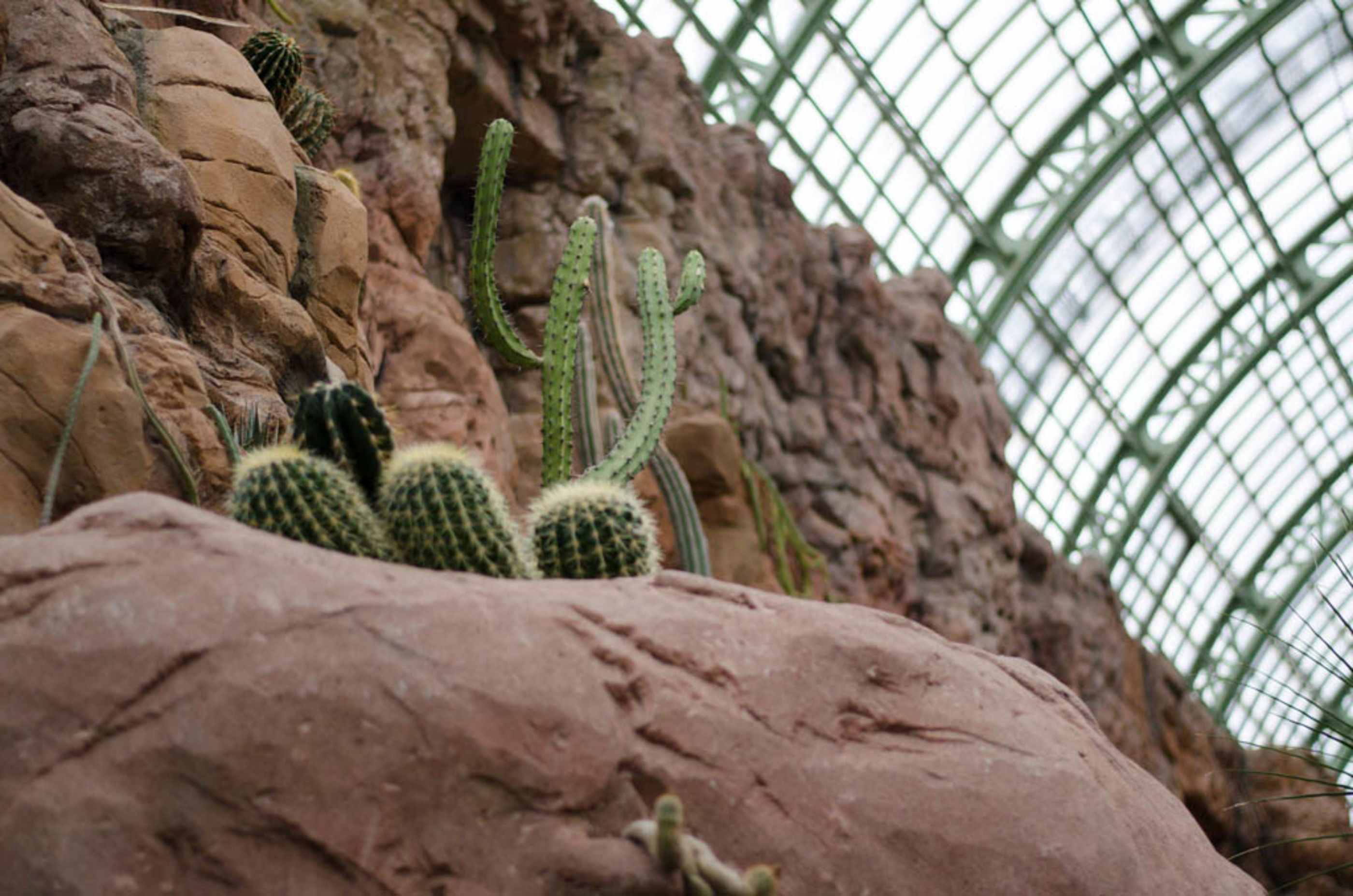 Kakteen im Wüstenhaus Schönbrunn