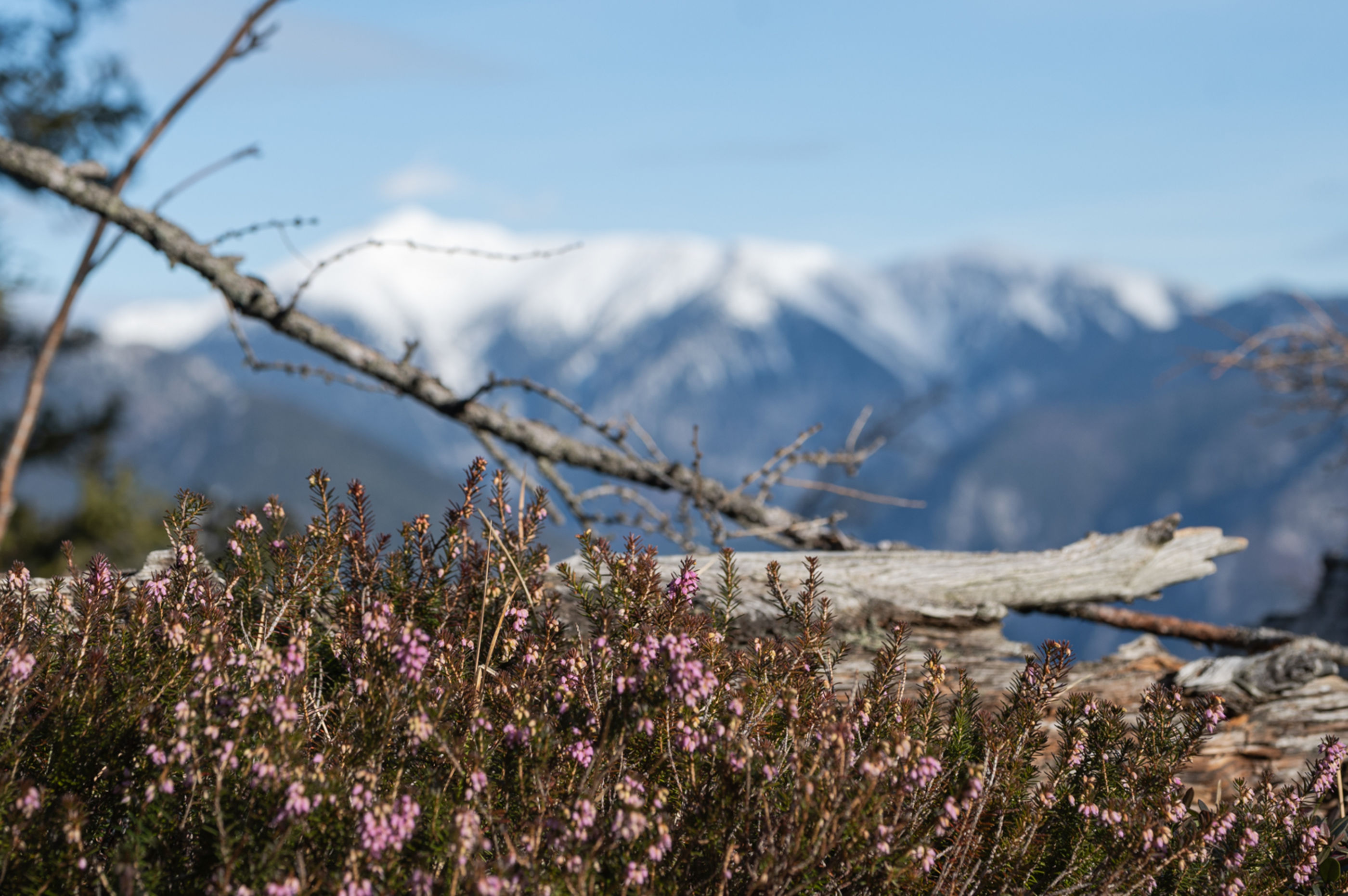Blick auf den Schneeberg mit blühender Heide im Vordergrund, Wandern im Frühling