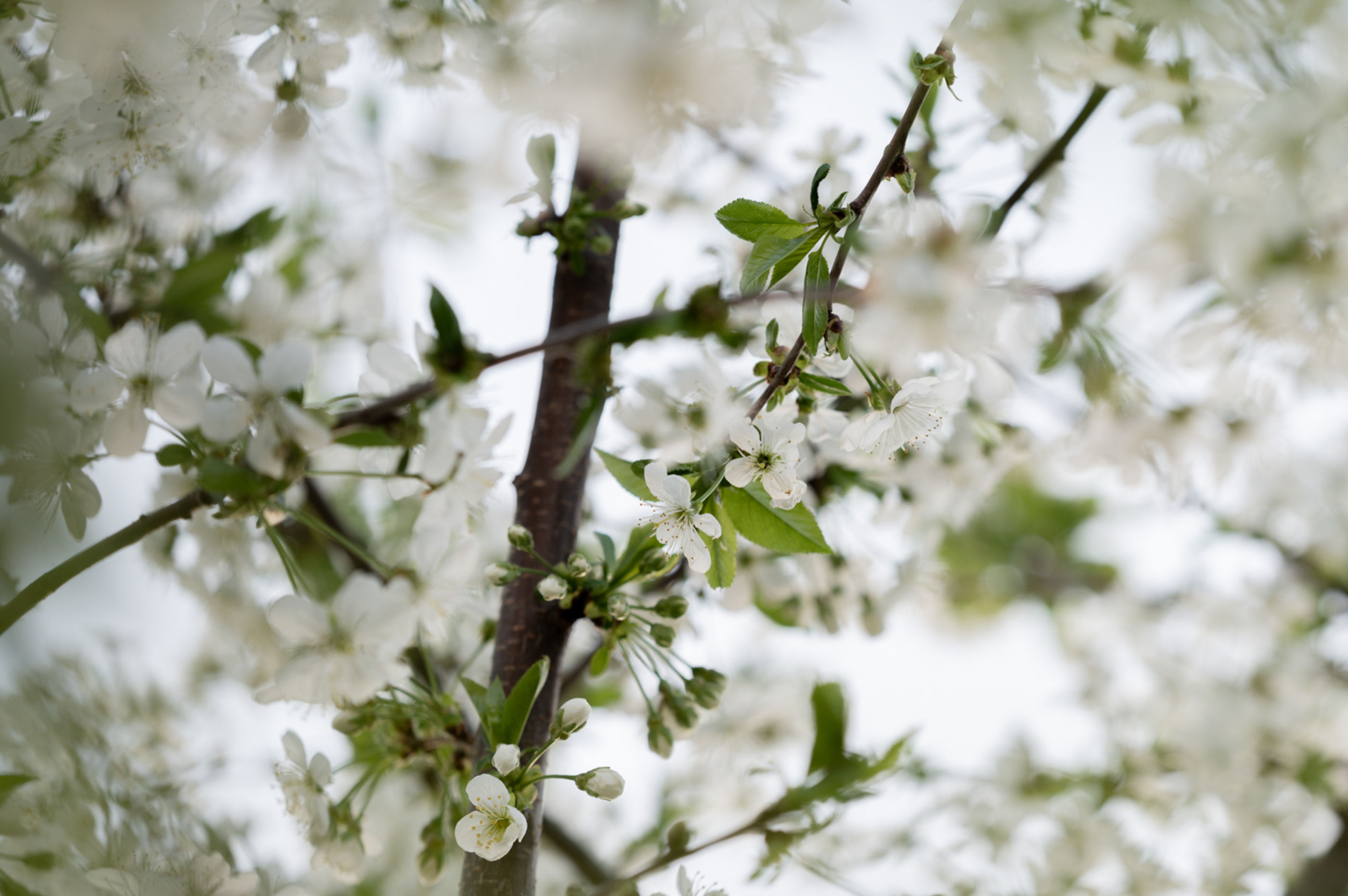 Blüten im April