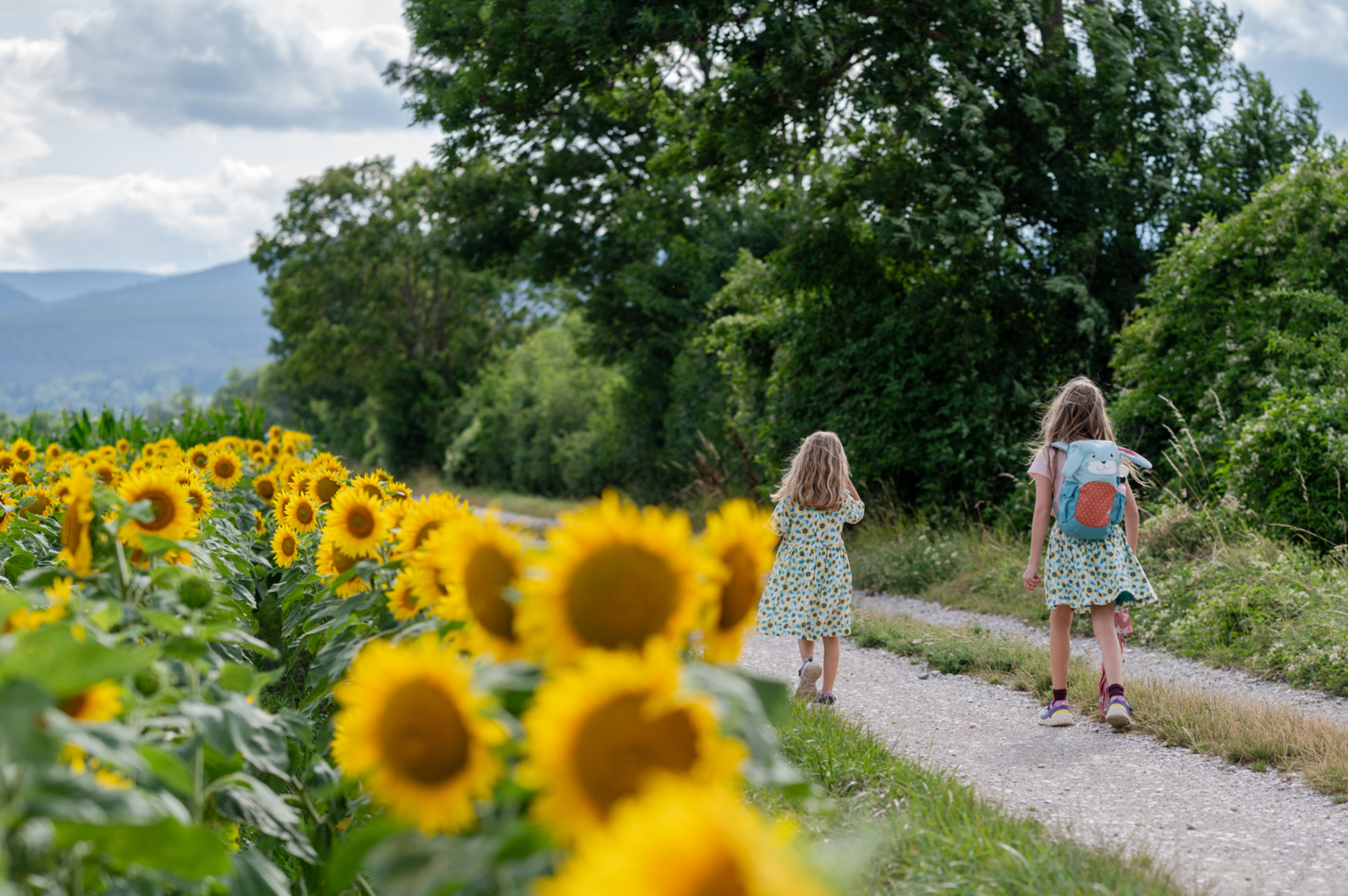 Spaziergang entlang der Sonnenblumenfelder in Urschendorf, Wiener Alpen, Niederösterreich