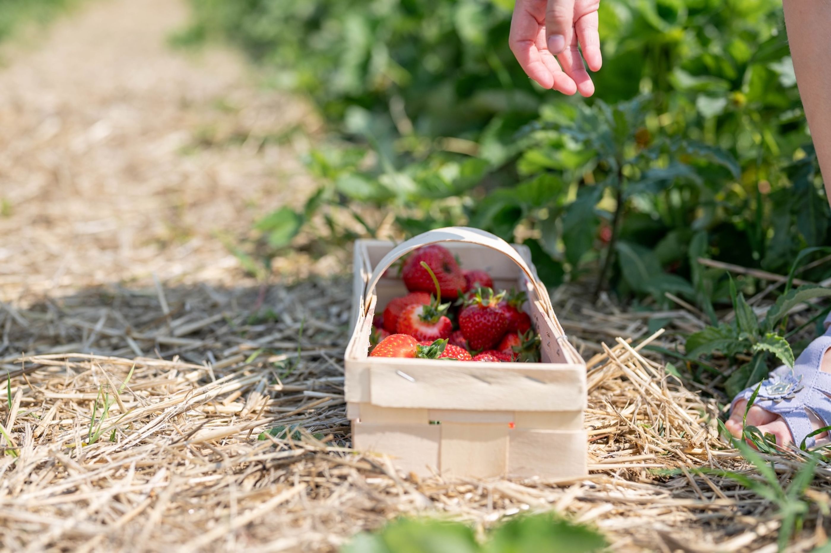 Mädchen greift auf Erdbeerkorb am Erdbeerfeld, Steinfelder Erdbeeren