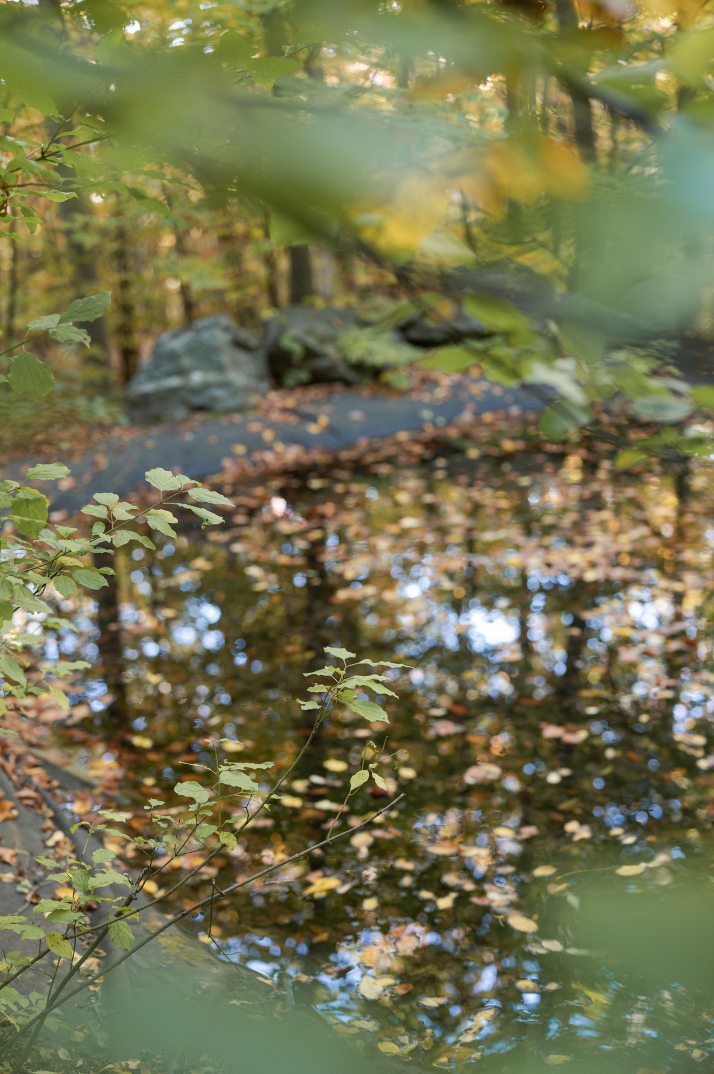 Biotop Nahe Türkensturz im Herbst