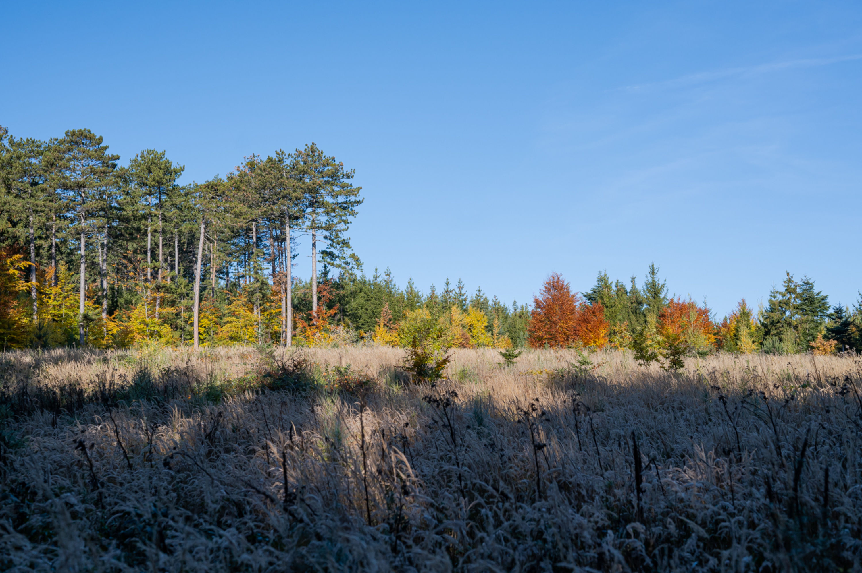 Herbstwald am Grössenberg, bei Bad Fischau