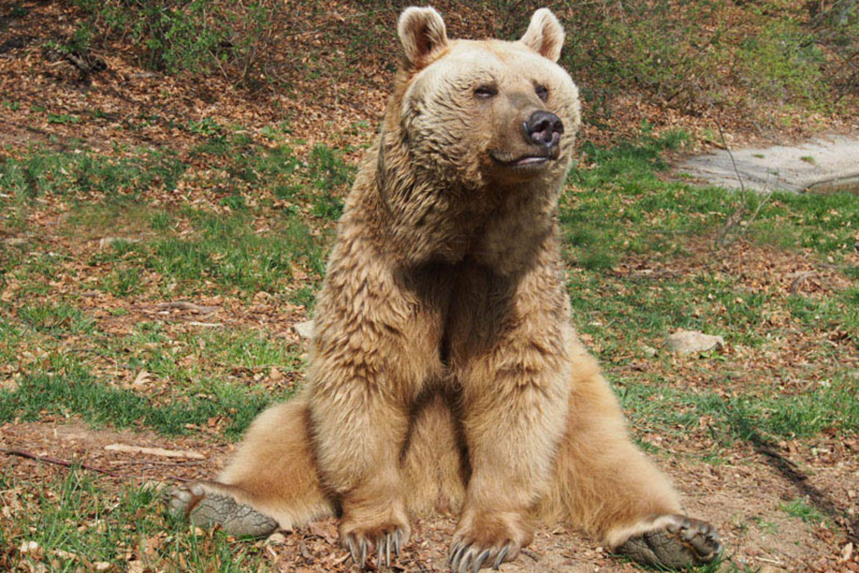 Bär im Bärenwald Arbesbach sitzend