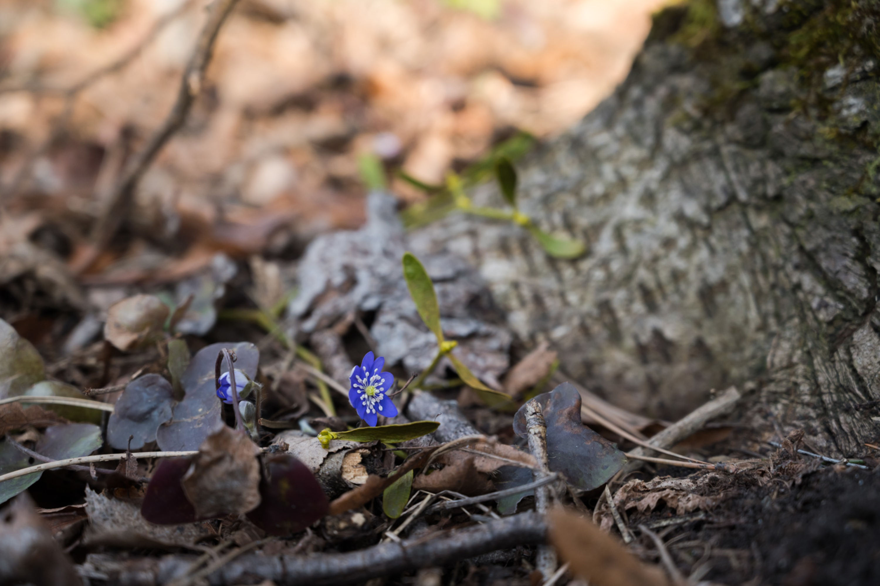 Berndorf Guglzipt, Frühlingsblume