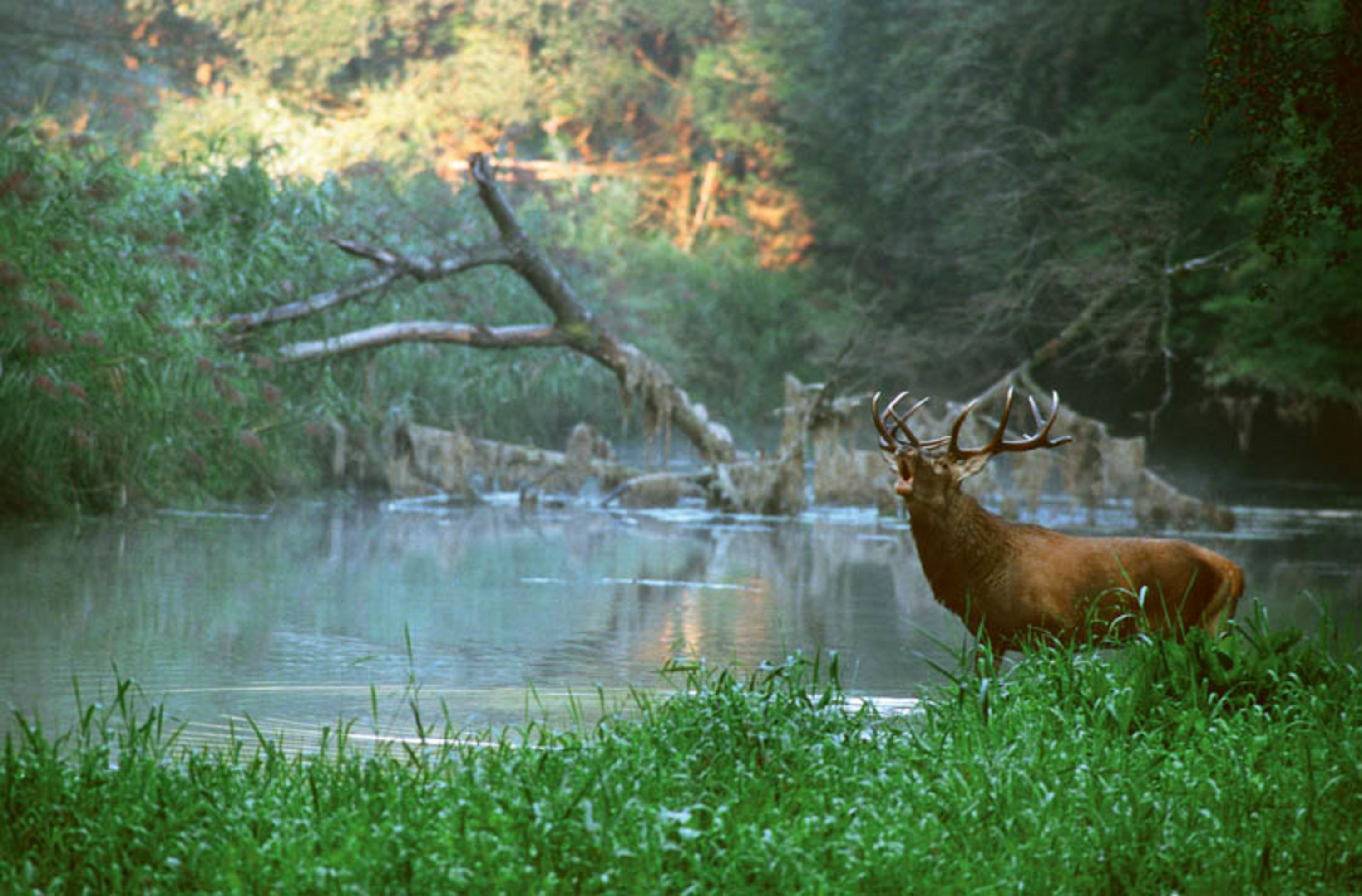 Hirsch im Nationalpark Donau Auen