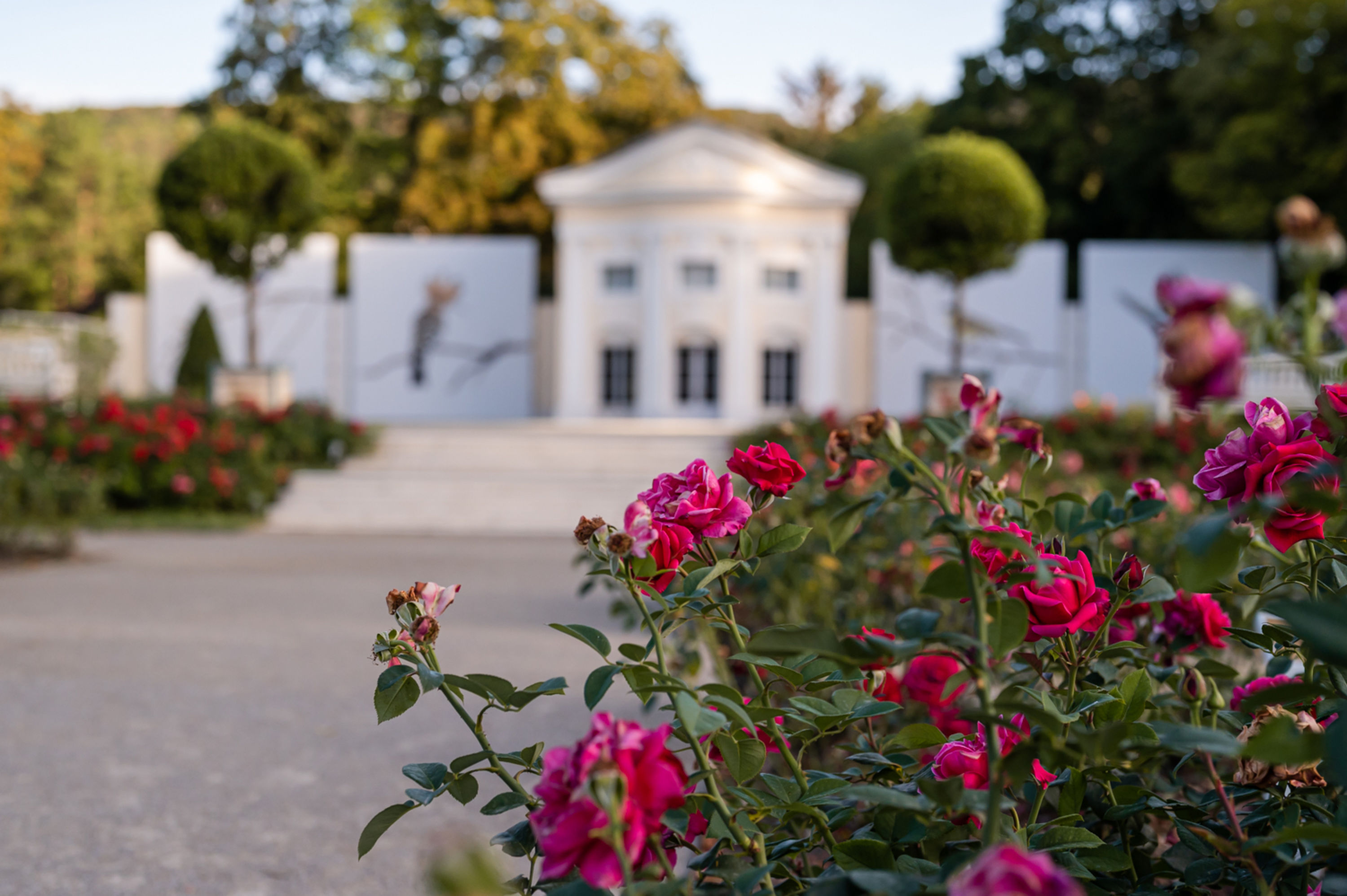 Blick auf die Rosen im Rosarium Baden, Fotoausstellung im Hintergrund
