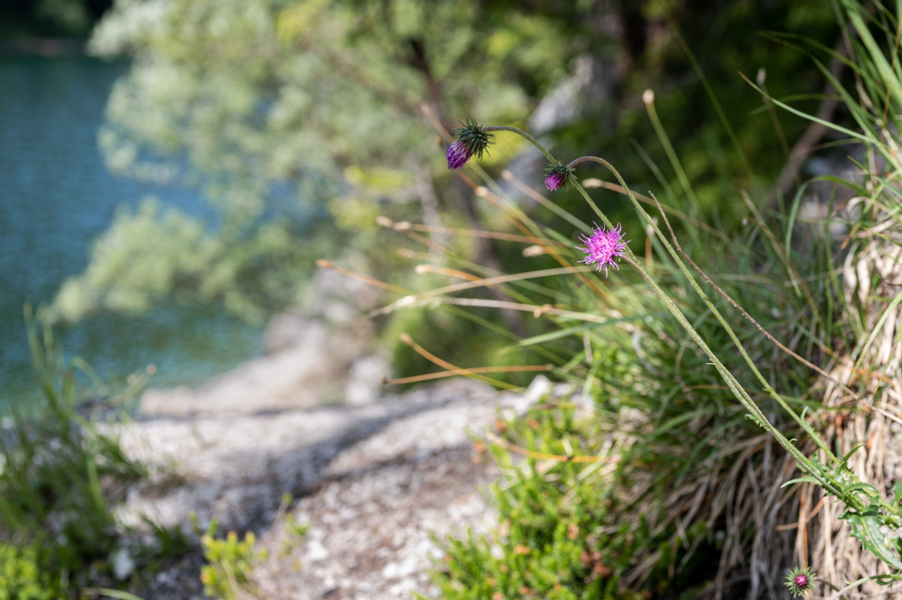 Natur entlang des Erlaufstausees