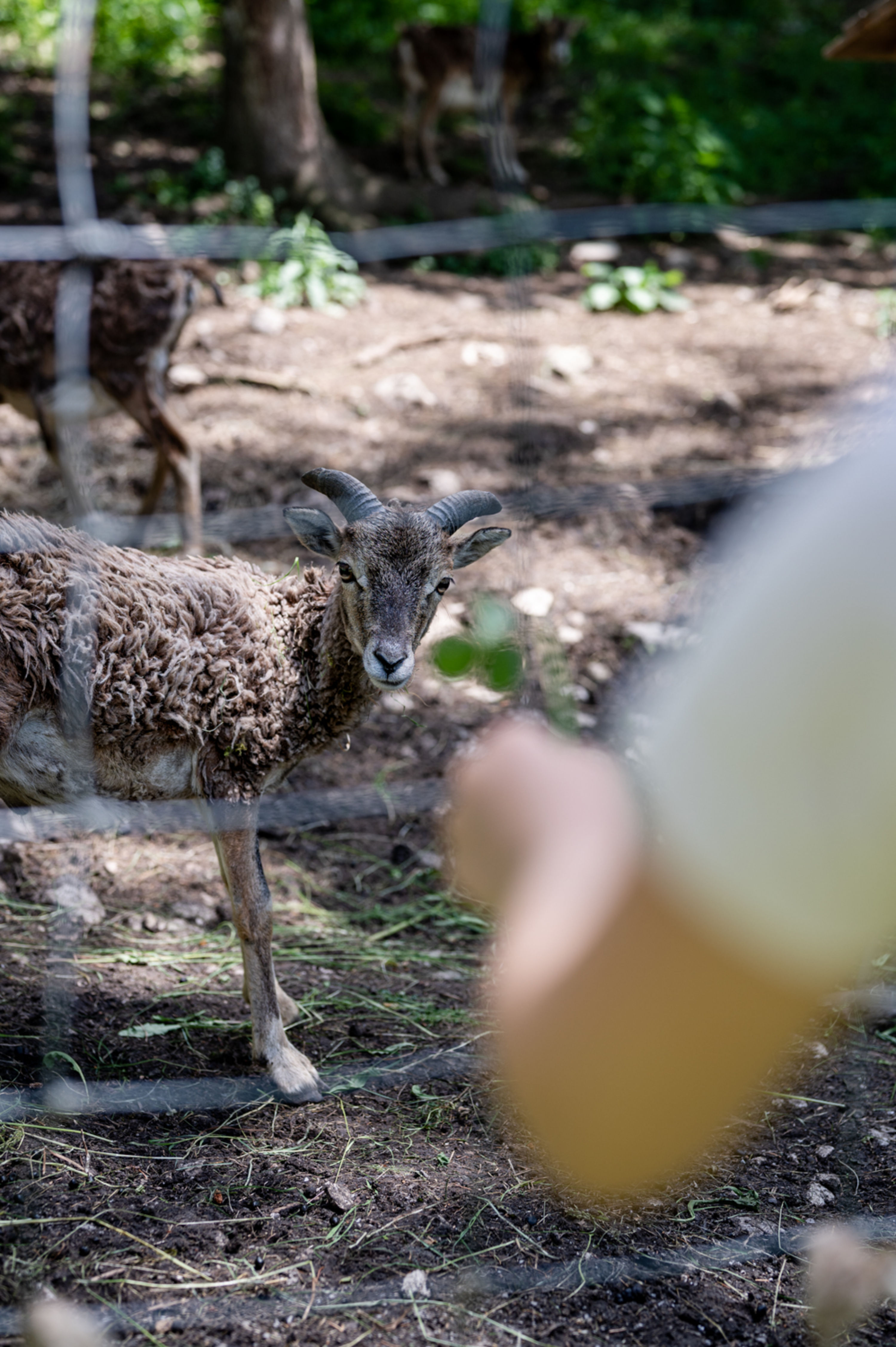Tierbegegnung im Naturpark Falkenstein
