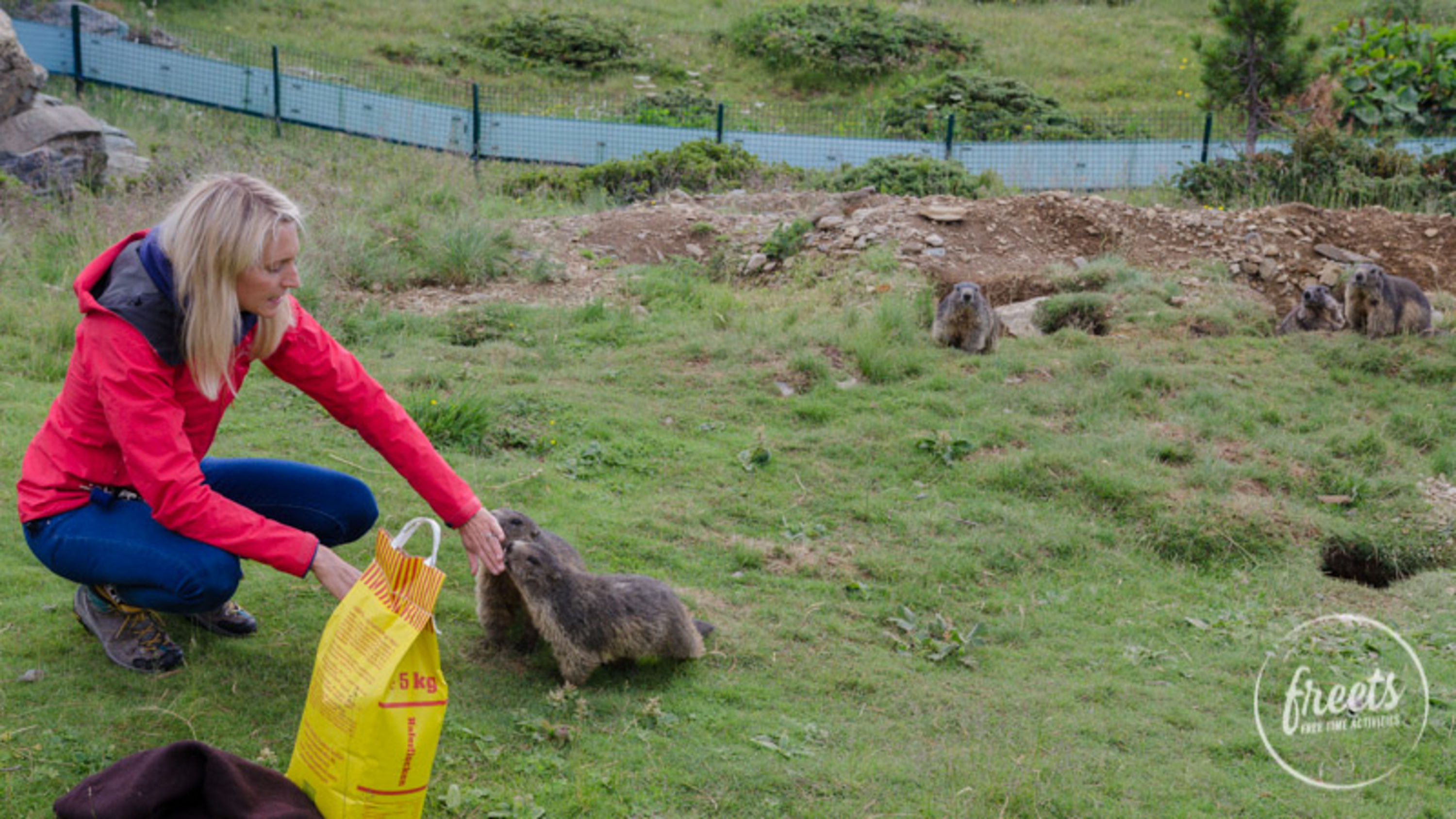 Zutraulich sind sie hier die Murmeltiere. Täglich werden sie von Sandra Köfer gefüttert, einmal pro Woche dürfen auch eine Handvoll Hotelgäste mit.