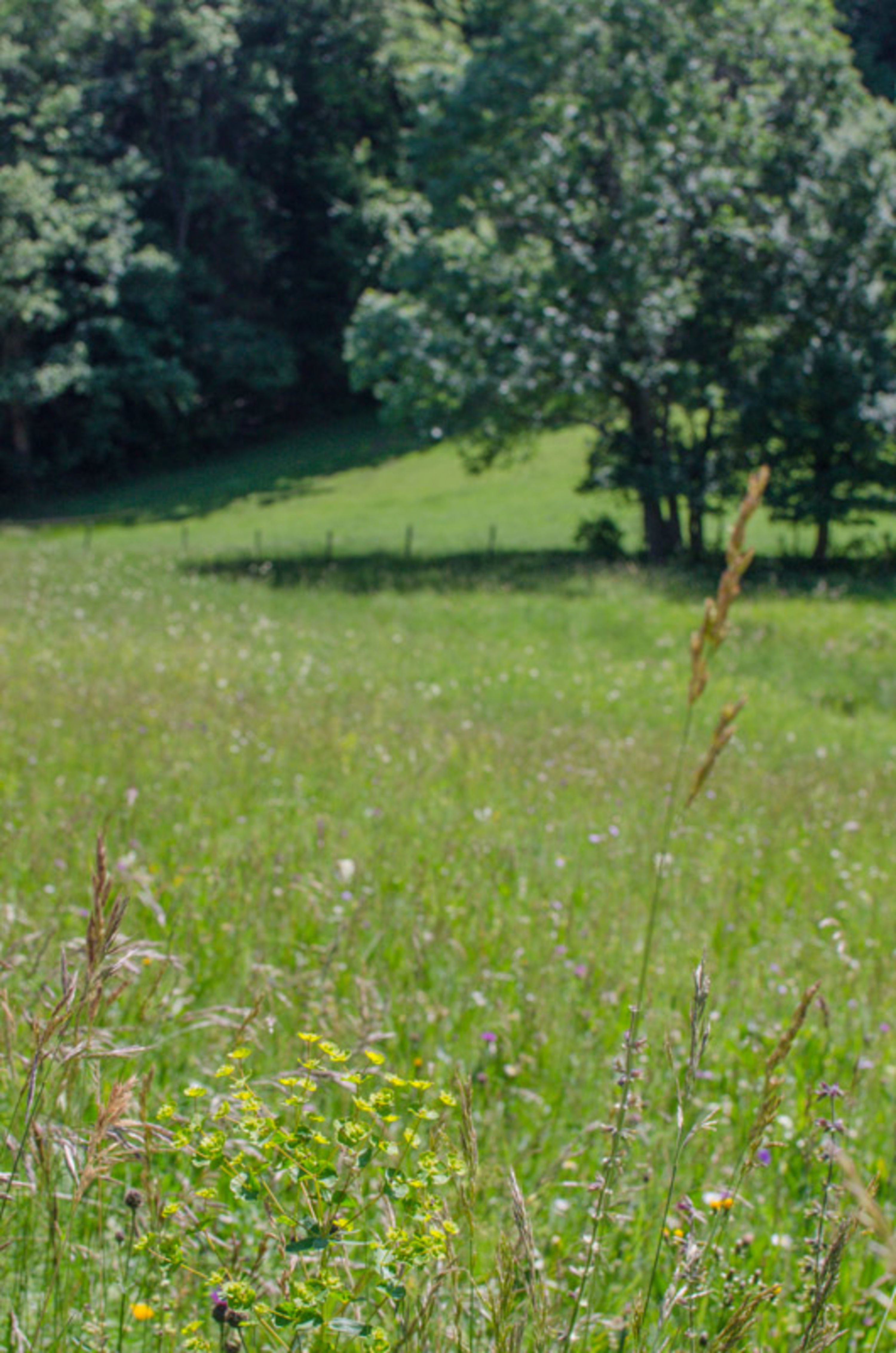 Wiese am Gutenmann