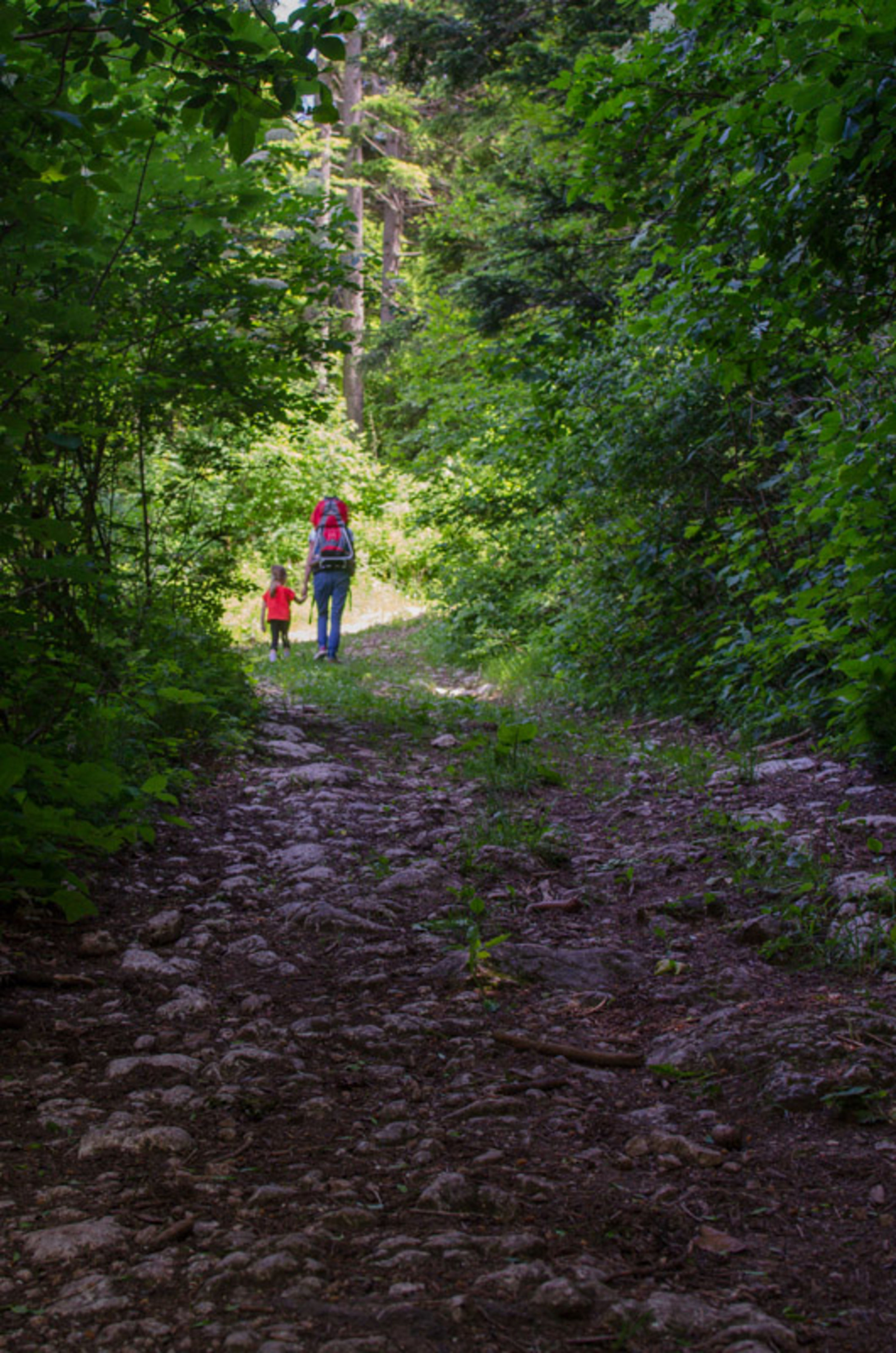 Waldweg auf der Mostrunde Steurer am Gutenmann