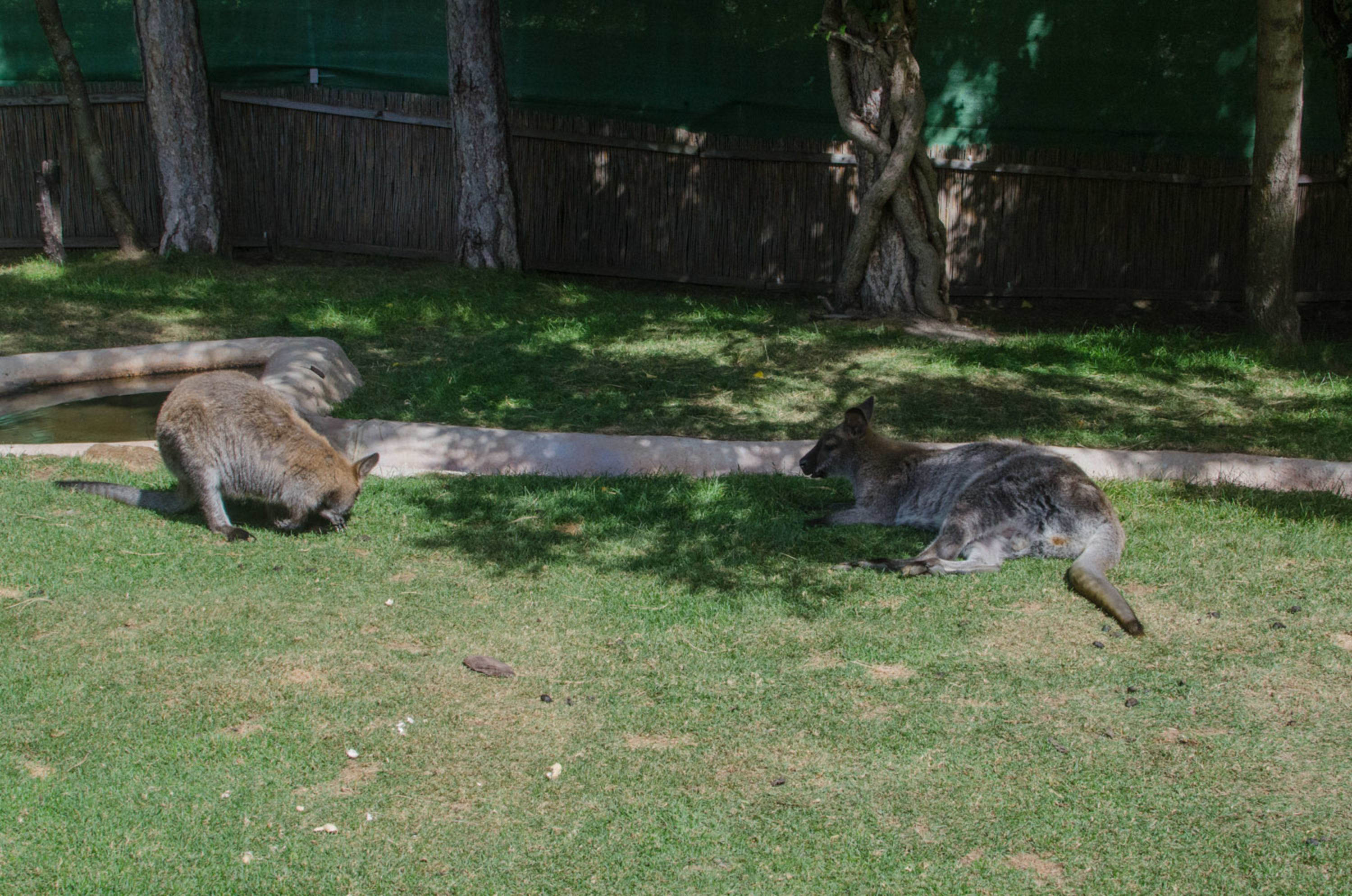 Kängurus im Schatten am Harzberg