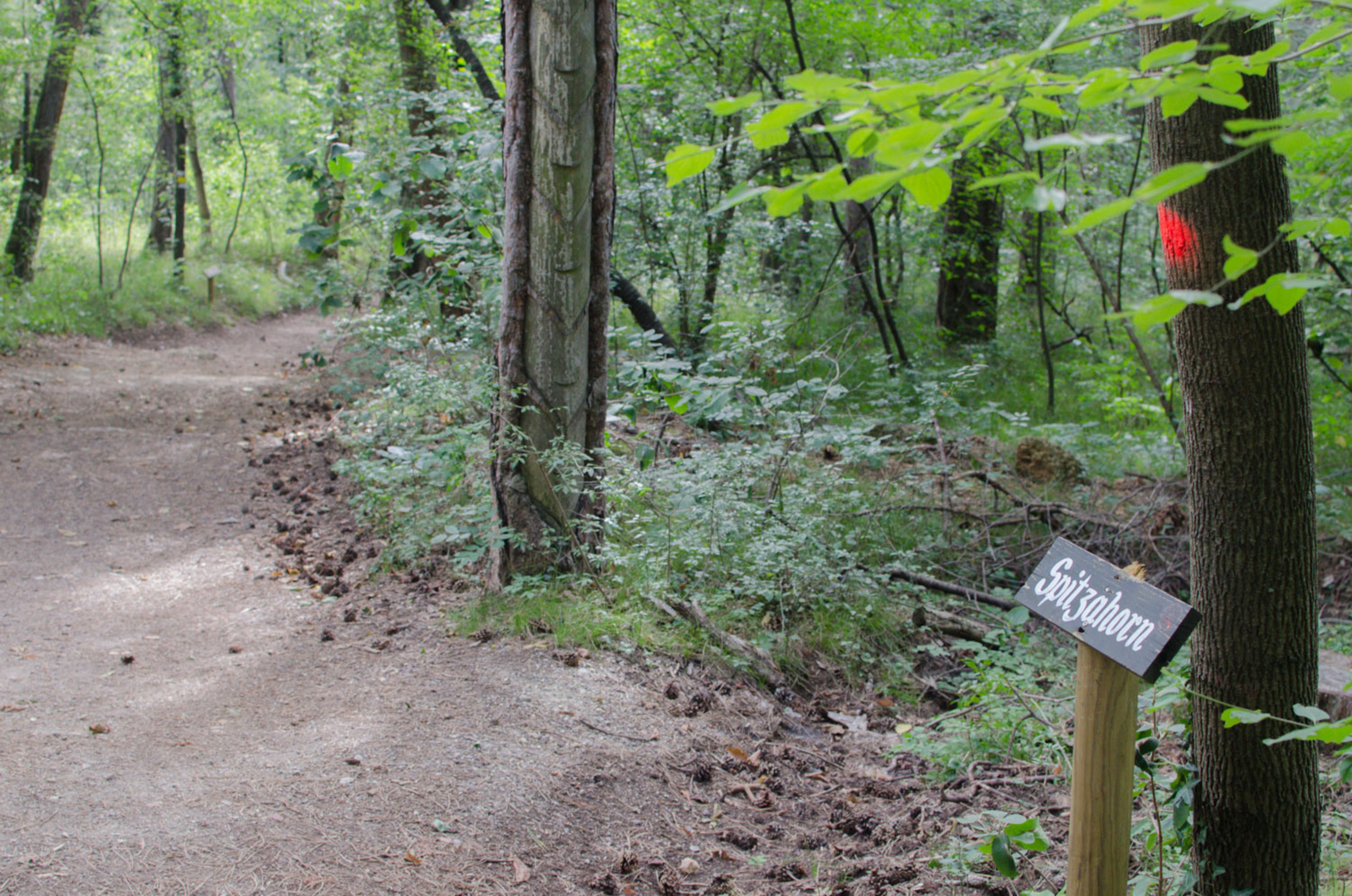 Waldlehrpad am Harzberg in Richtung Schutzhütte