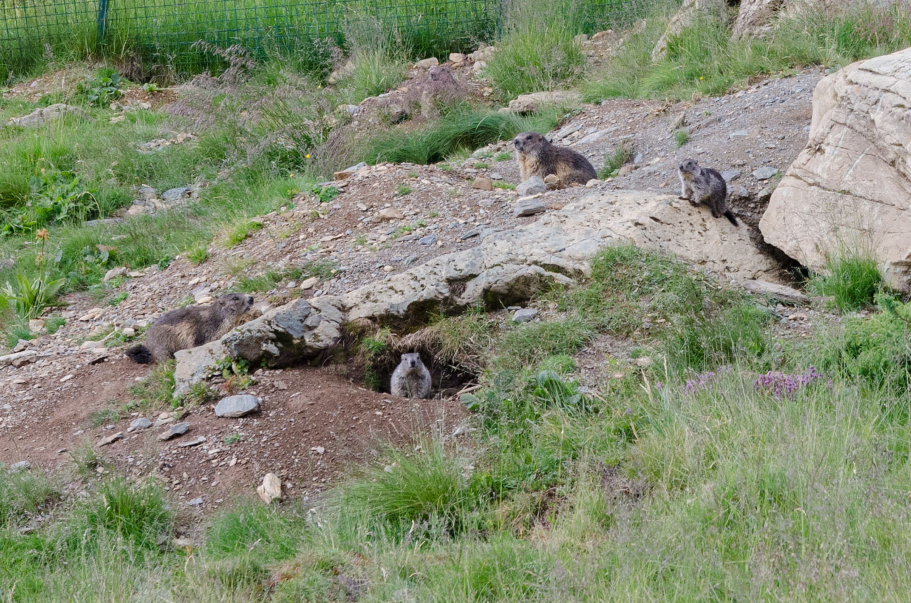 Murmeltiere im Heidi Erlebnispark