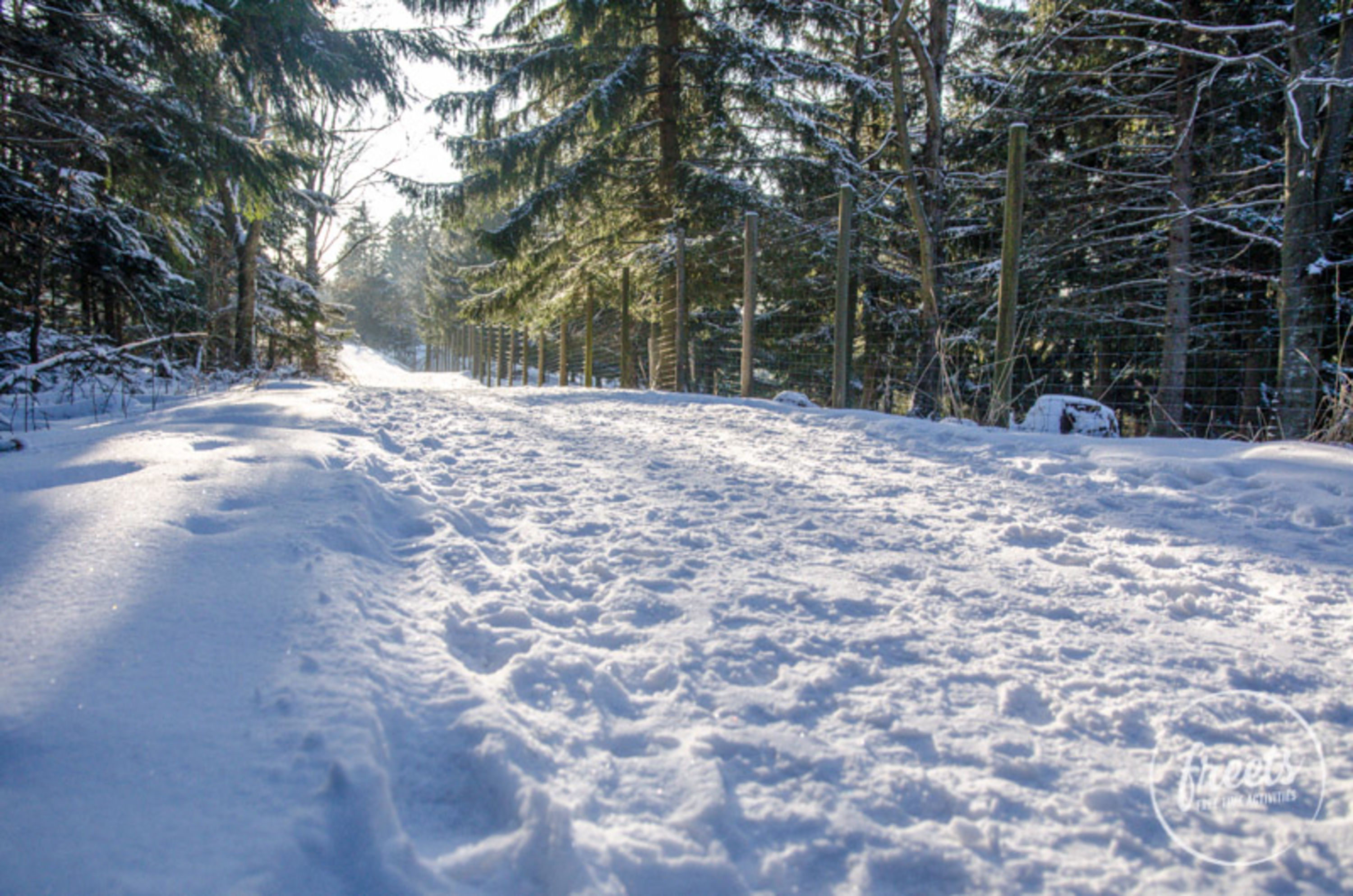 Verschneiter Waldweg auf der Schneeberg-Blick Runde