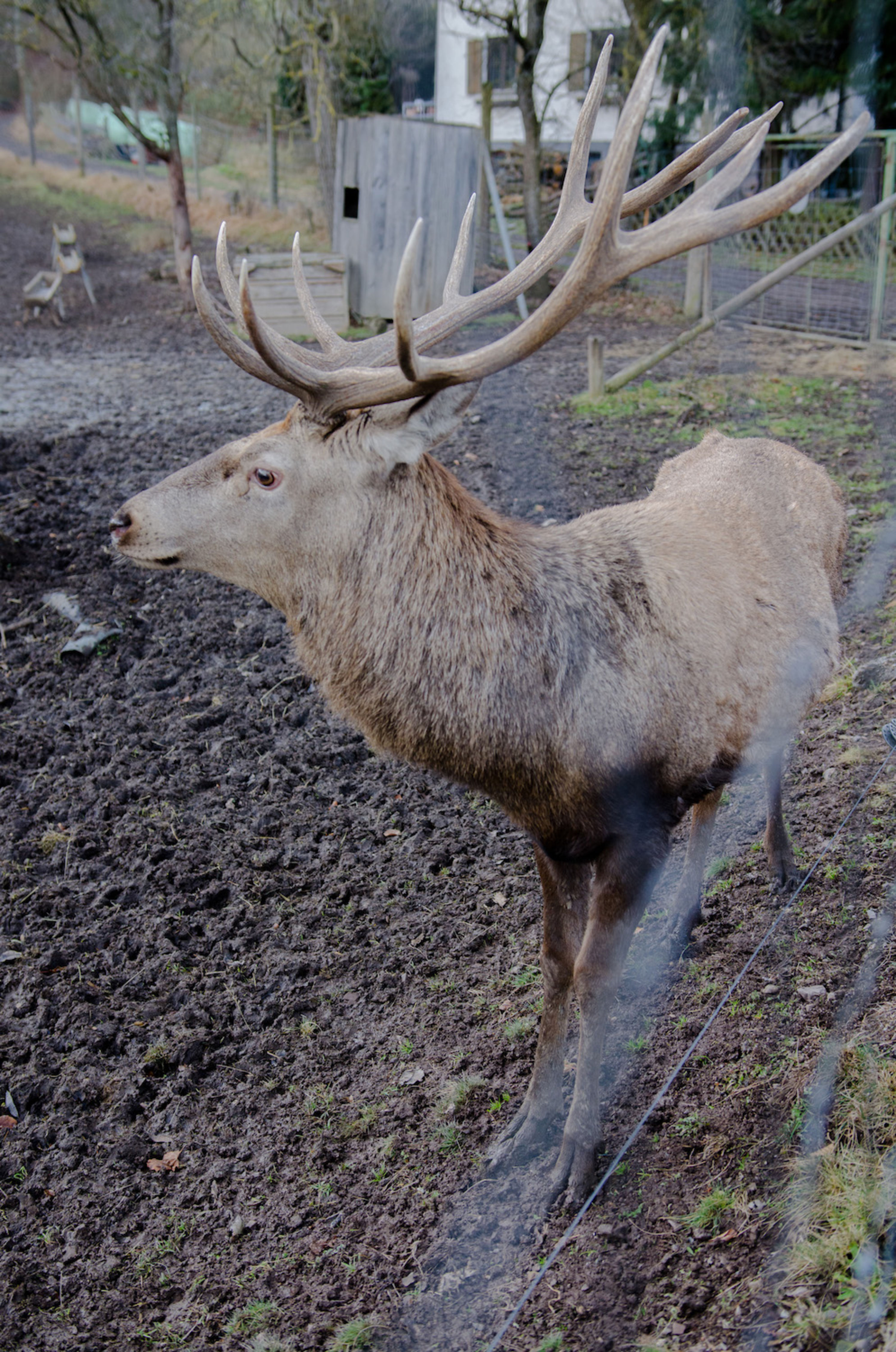 Hirsch Hubertusrunde Schrattenbach