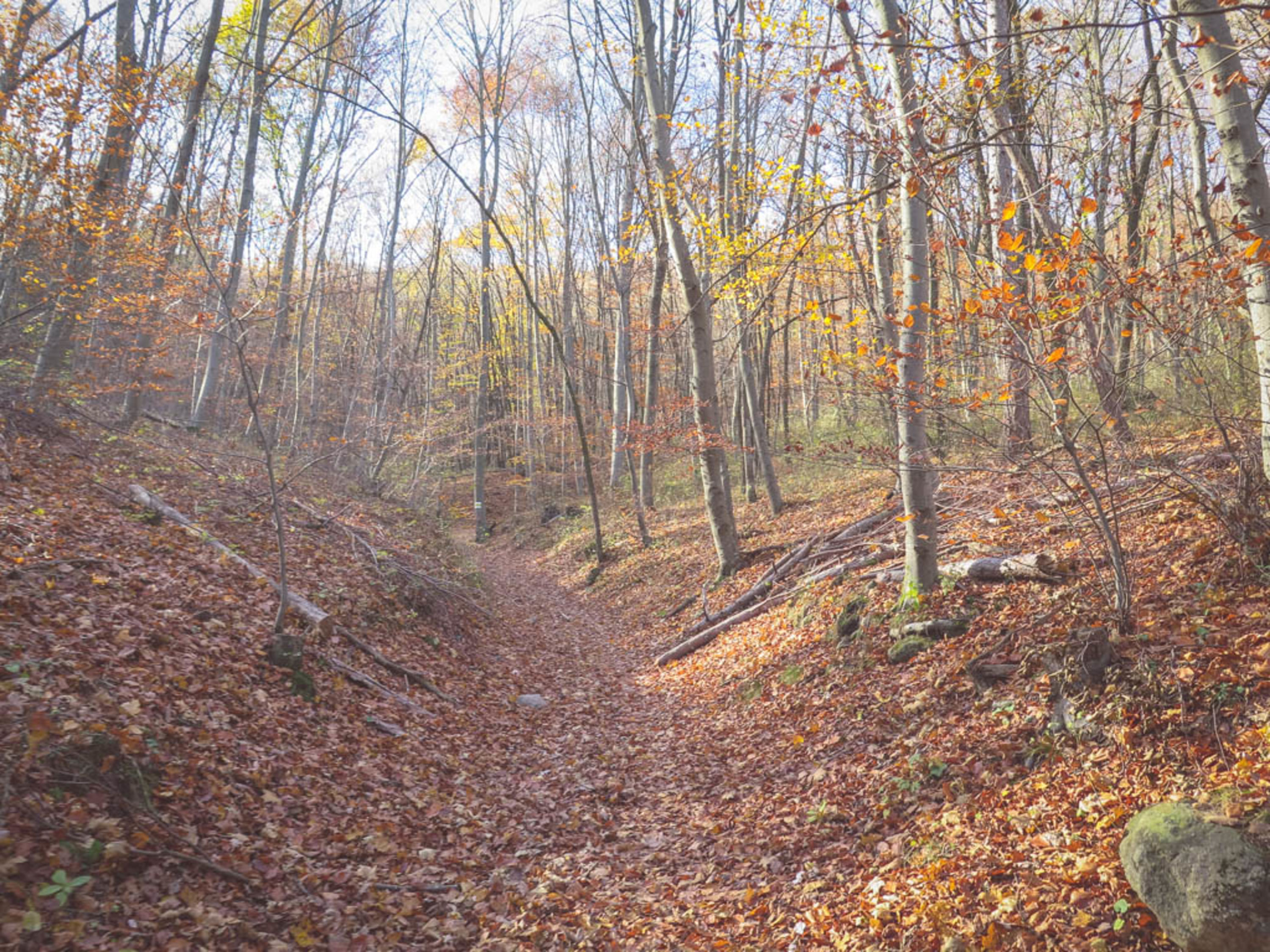 Herbstwald und Weg zum Husarentempel bei Mödling
