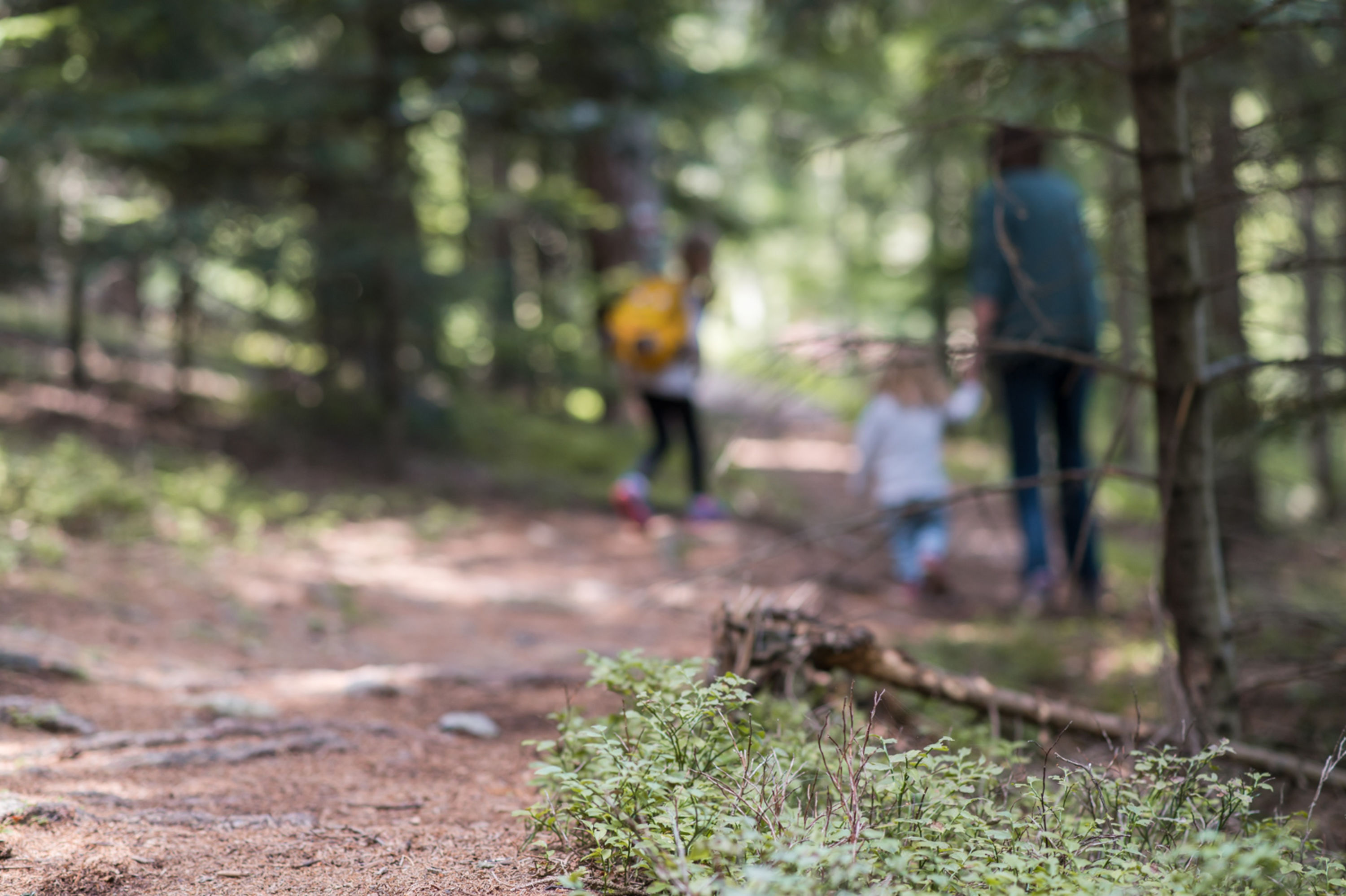 Hutwisch, Bakabu Wandern am Hutwisch auf dem Bakabu Erlebnisweg