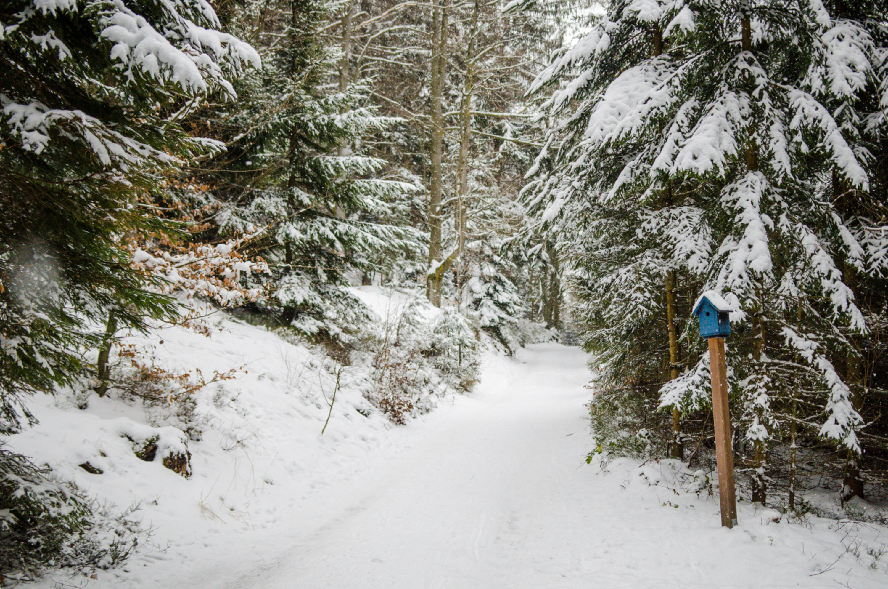 Wanderweg am Hutwisch im Winter