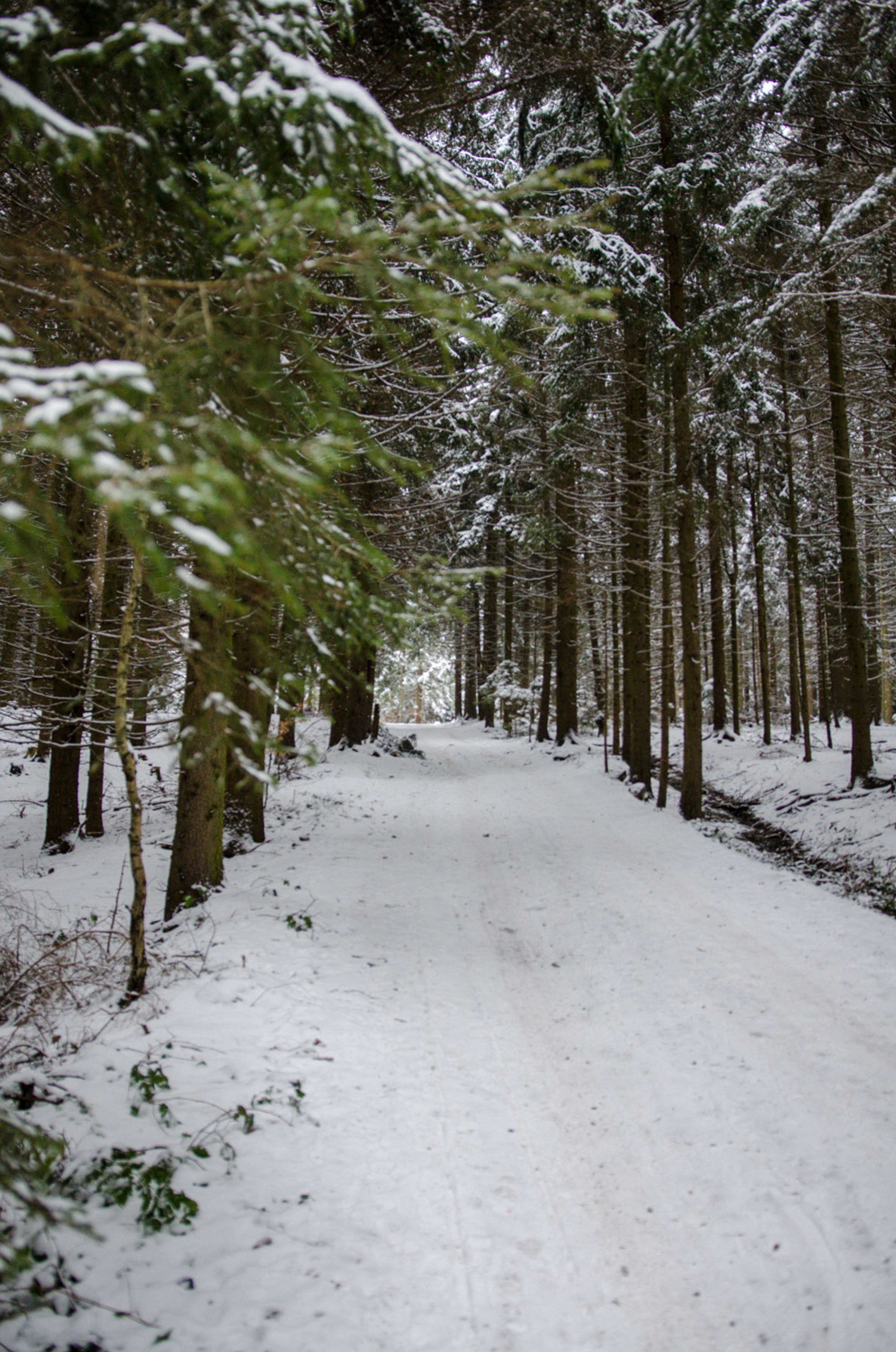 Weg durch den Wald im Winter am Hutwisch in der Buckligen Welt