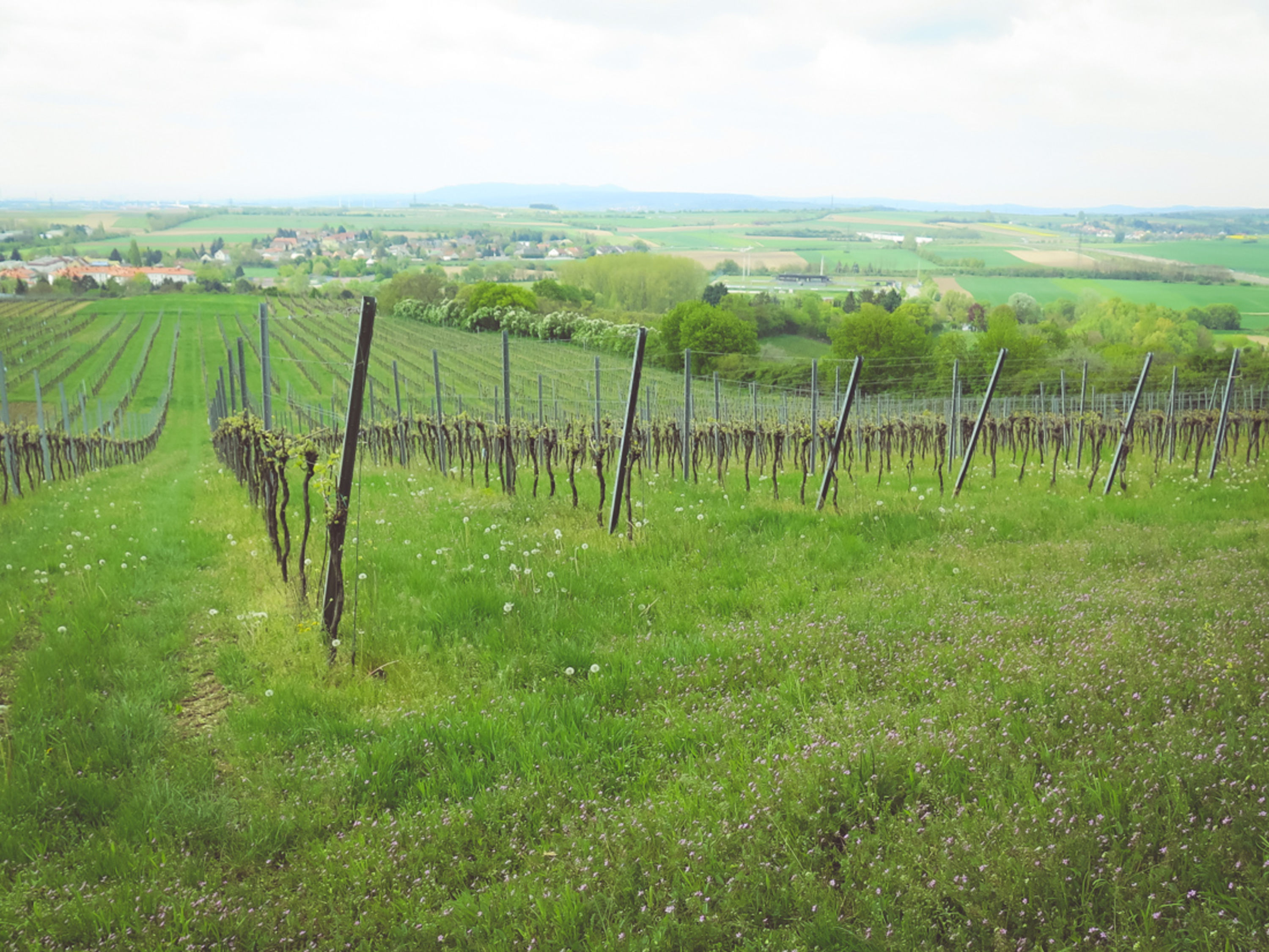 Weingarten bei Wolkersdorf Blick über die Weingärten bei Wolkersdorf beim in die grean gehen