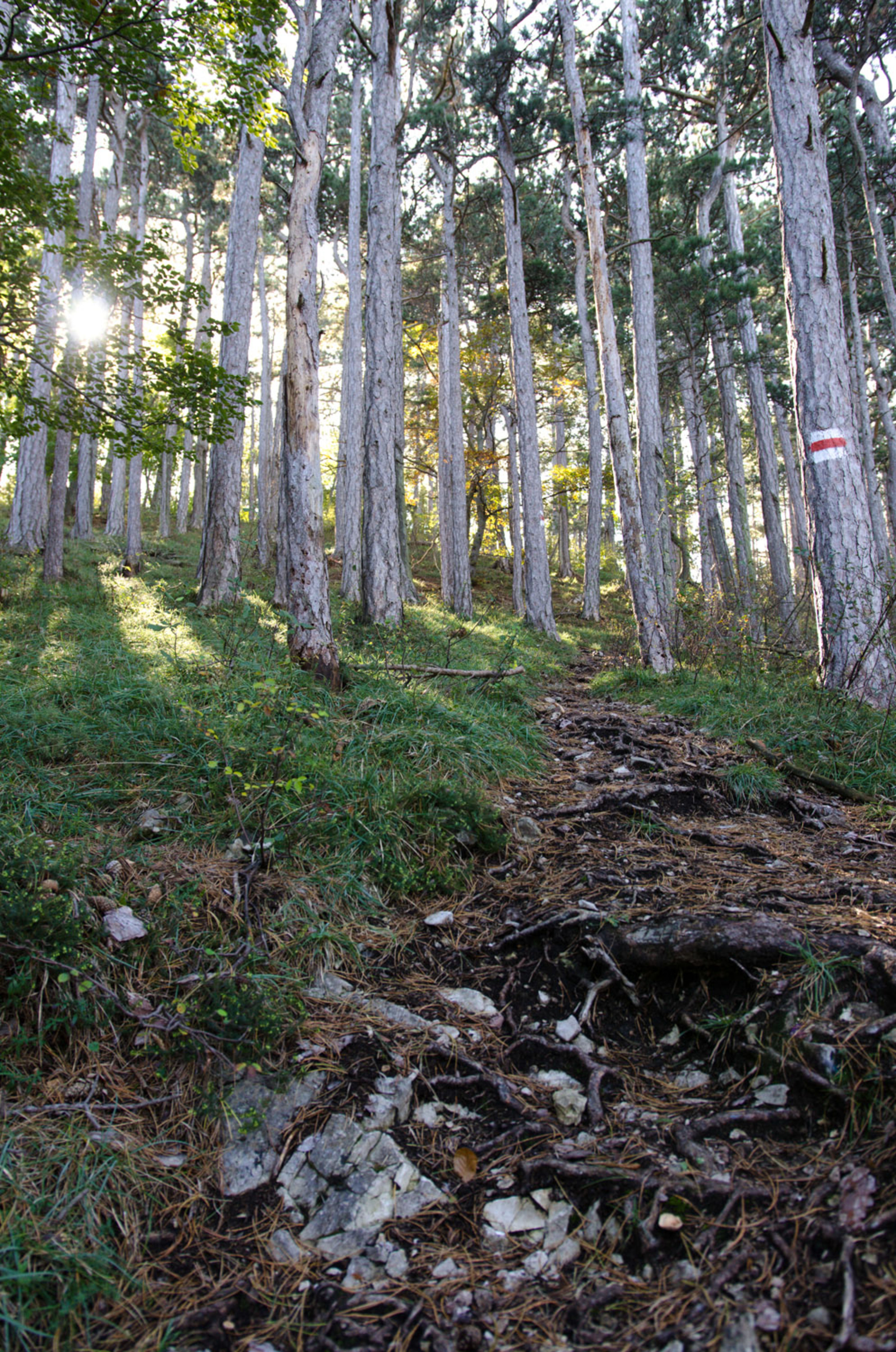 Weg zum Gipfel am Kienberg bei Netting