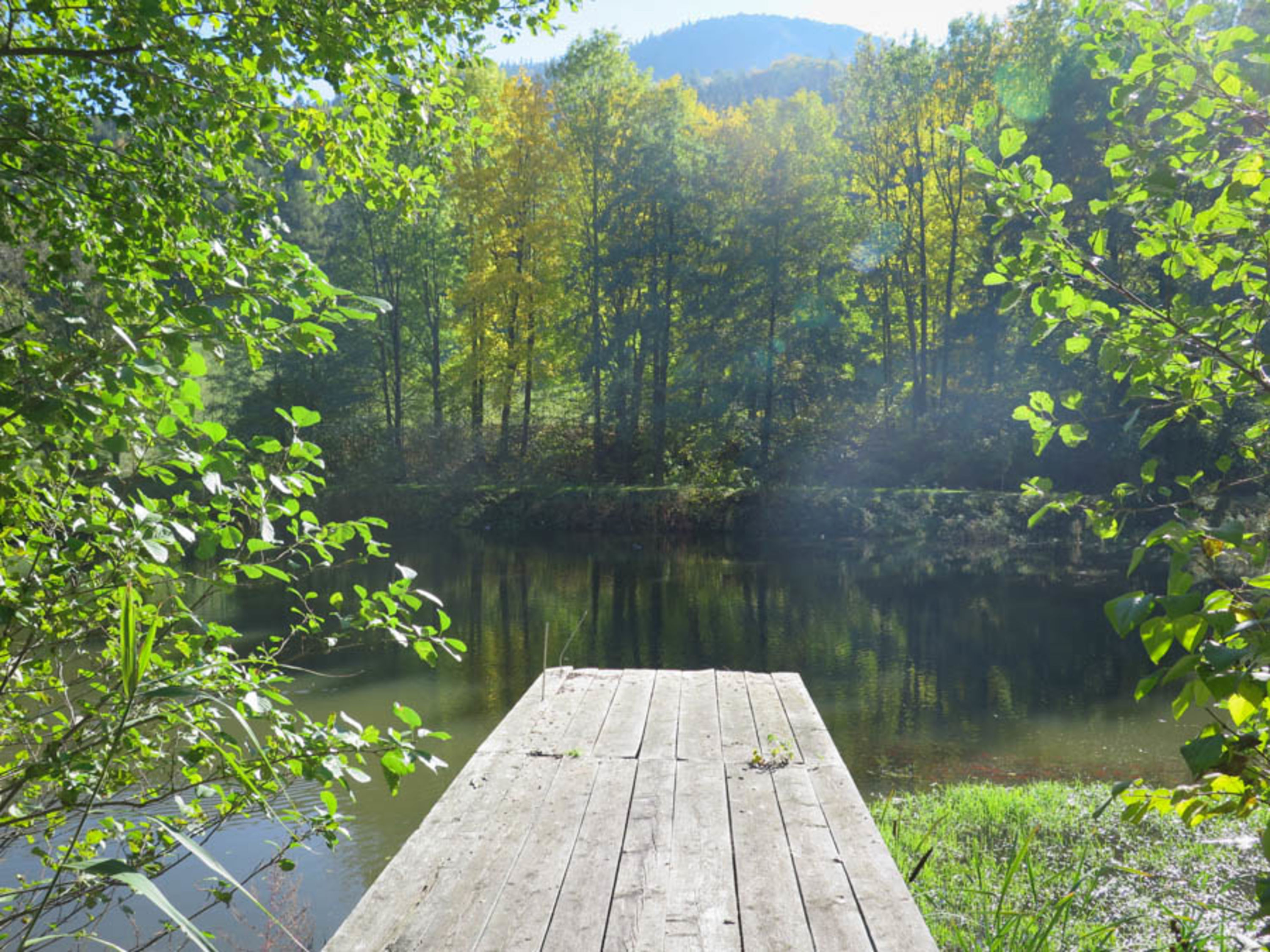 Teich bei Schrattenbach