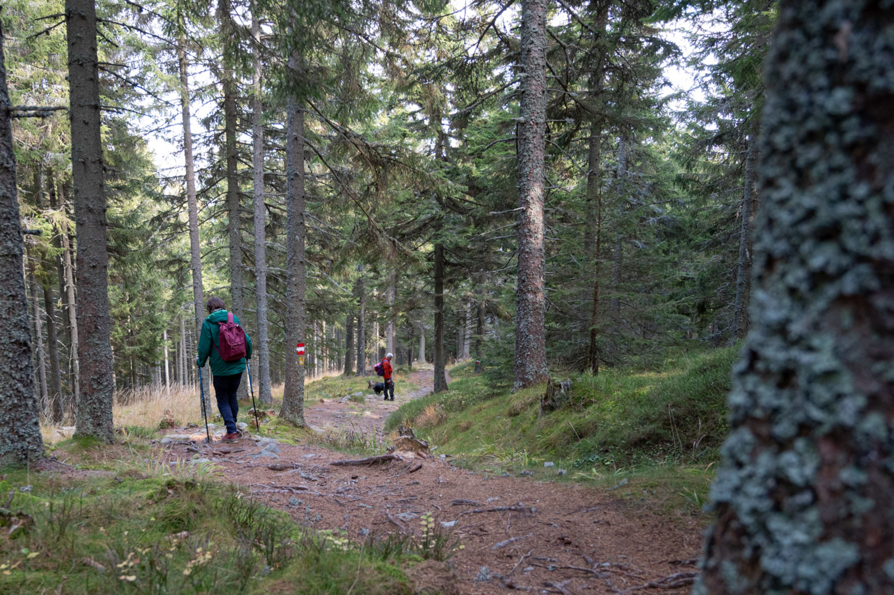 Almweg retour ins Tal, Mariensee