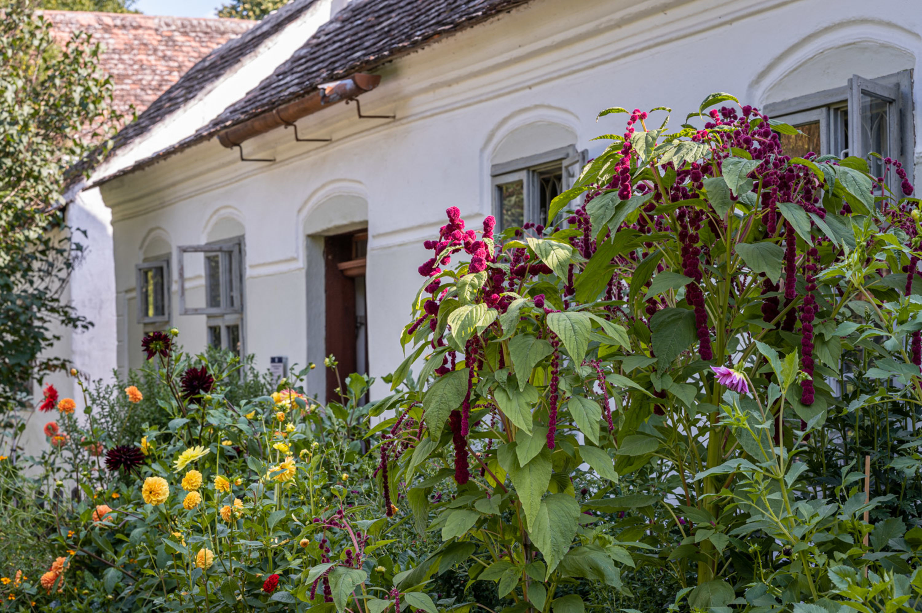Blumen im Vorgarten im Museumsdorf Niedersulz