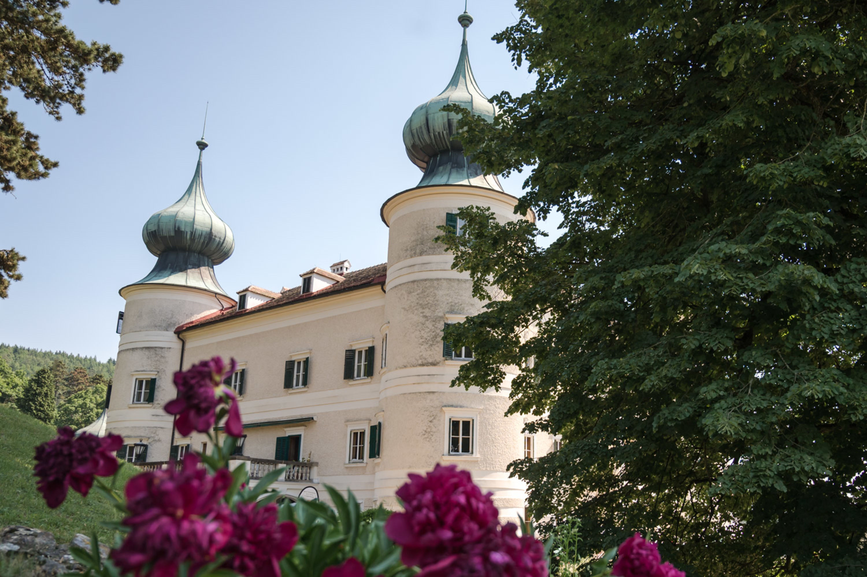Pfingstrosen vor dem Schloss Artsttten