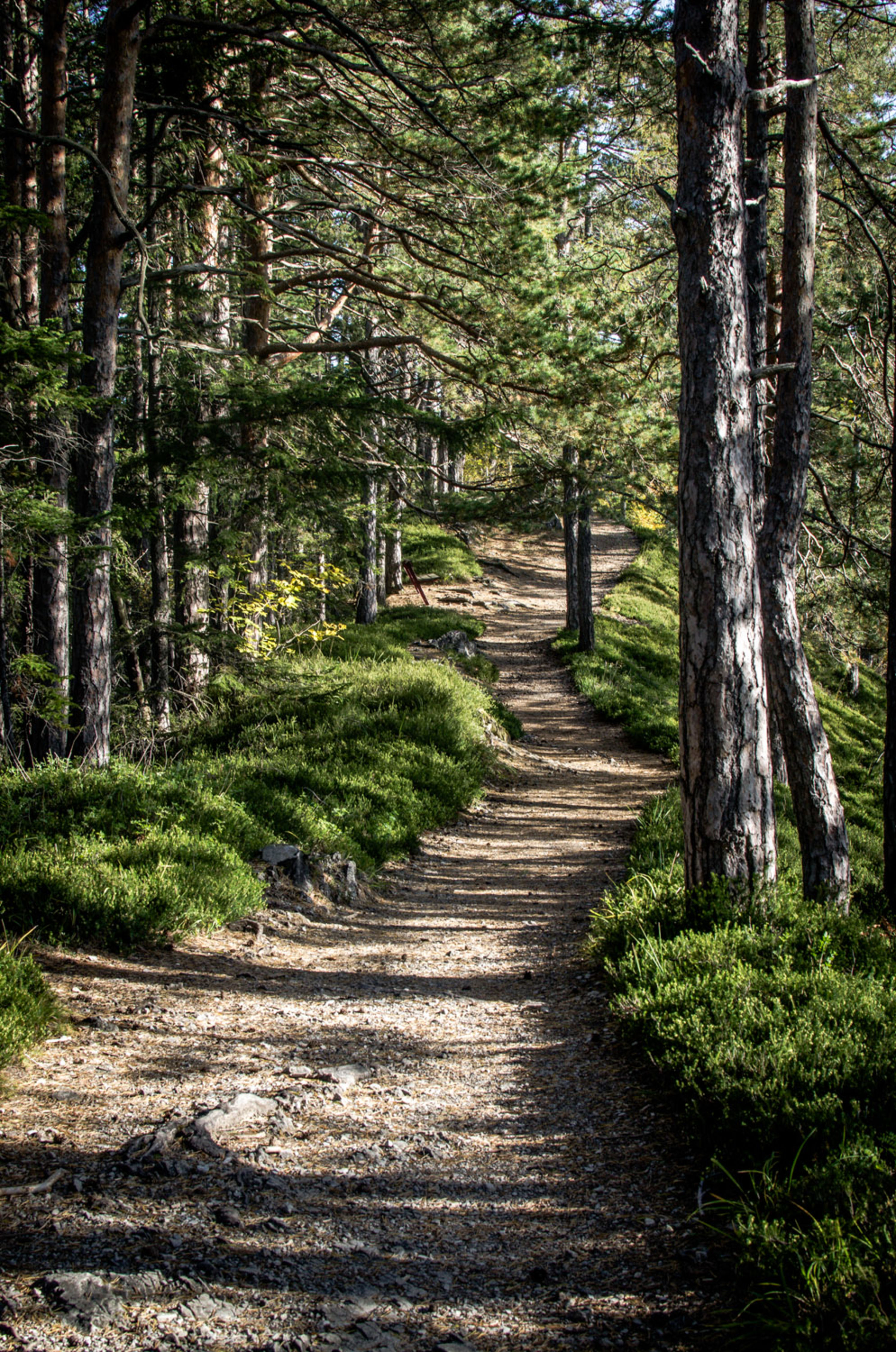 Waldweg am Bahnwanderweg Semmering zwischen Doppelreiterkogel und Grandhotel Semmering