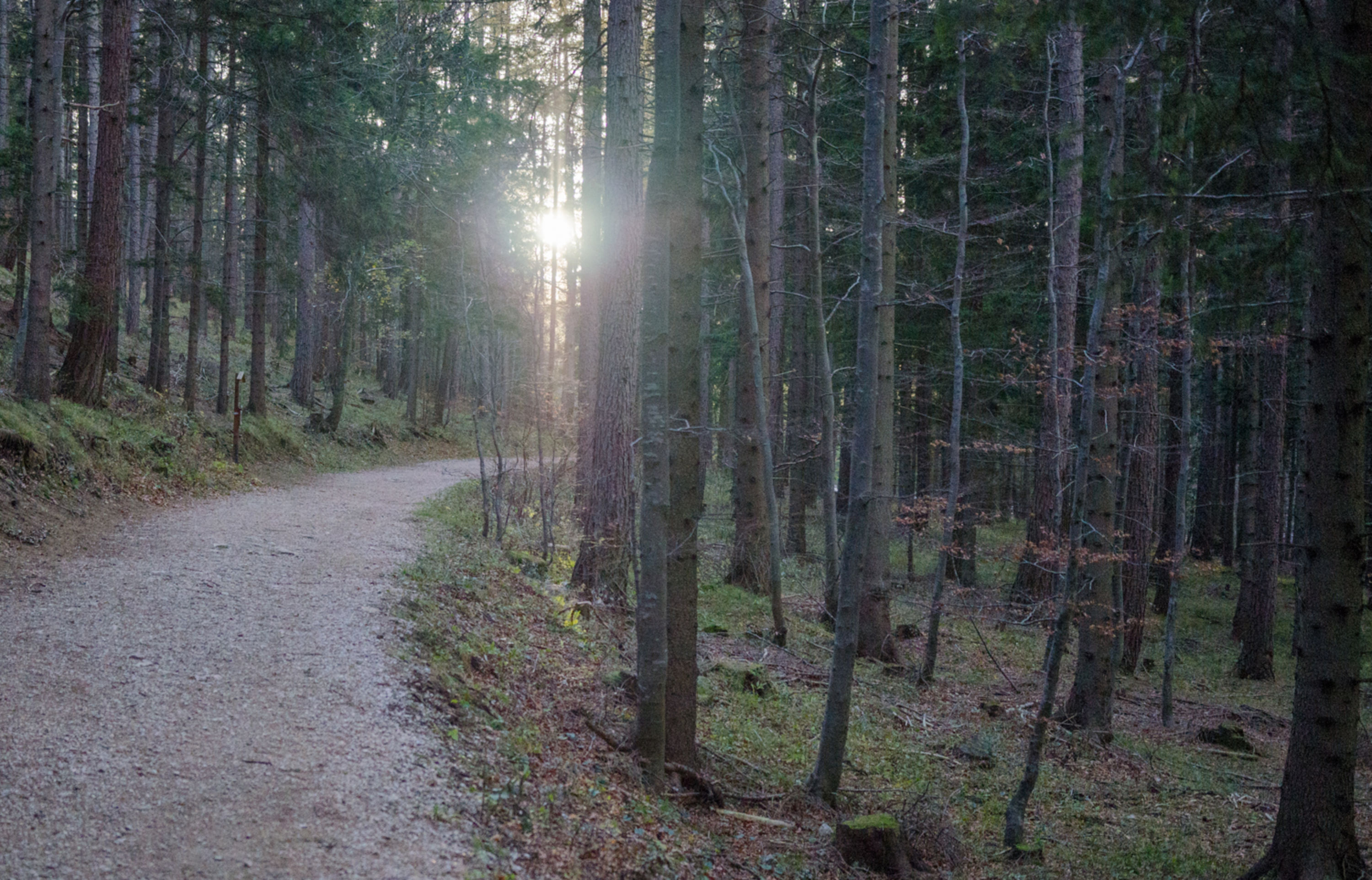 Wald auf der Hohen Wand