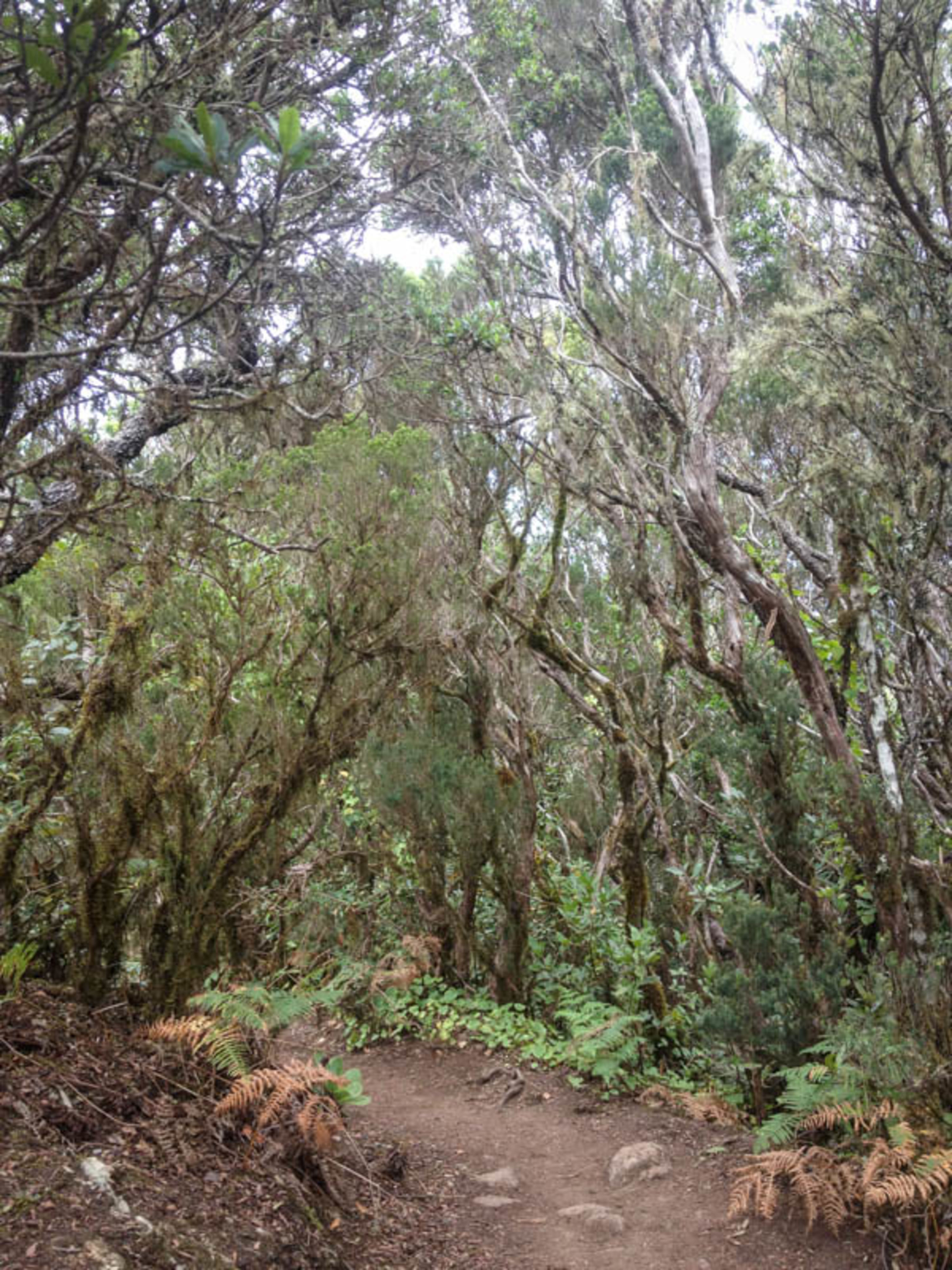 Wandern durch den Lorbeerwald auf Teneriffa