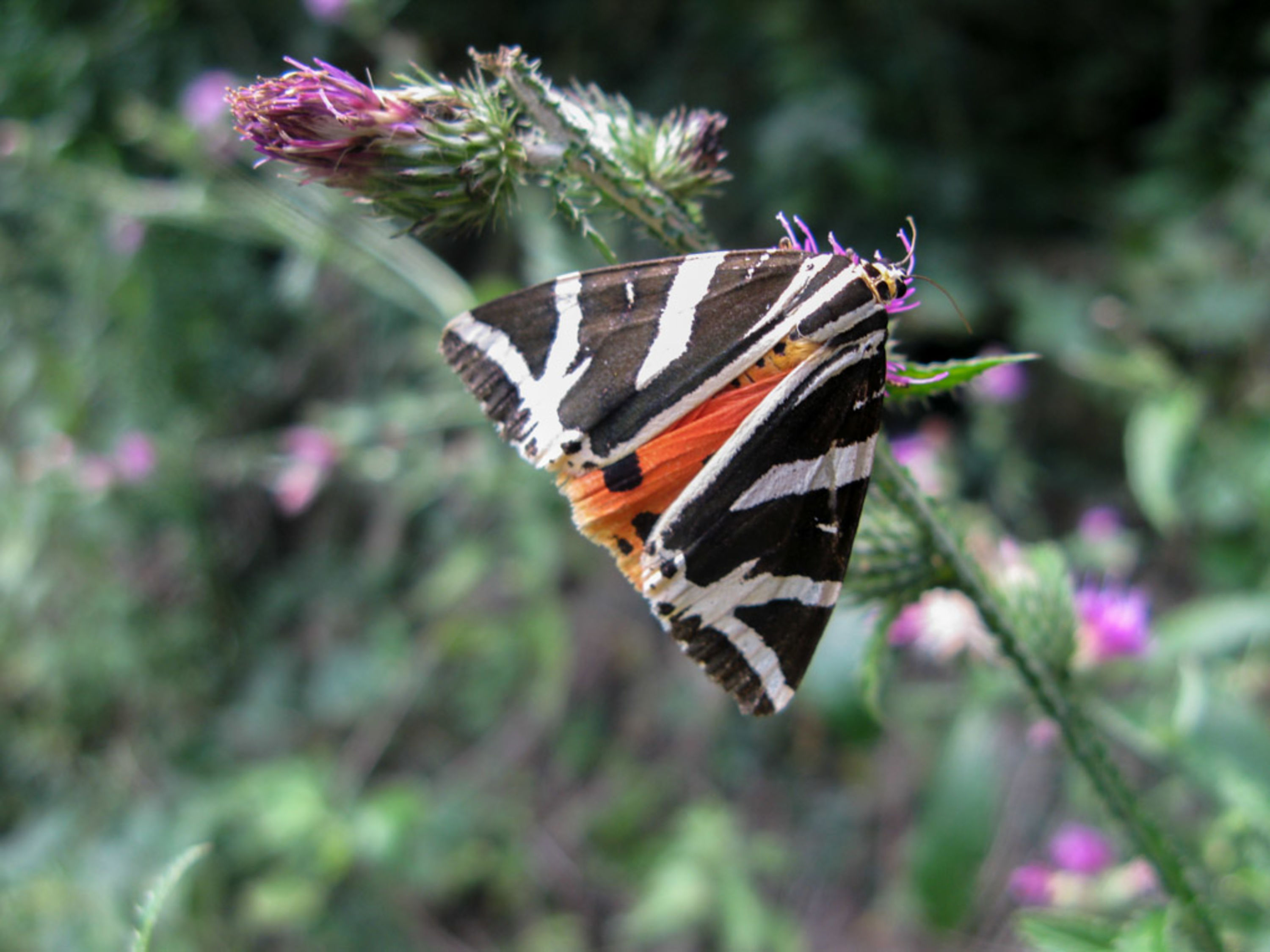 Schmetterling im Nationalpark Thayatal, Thayatalweg