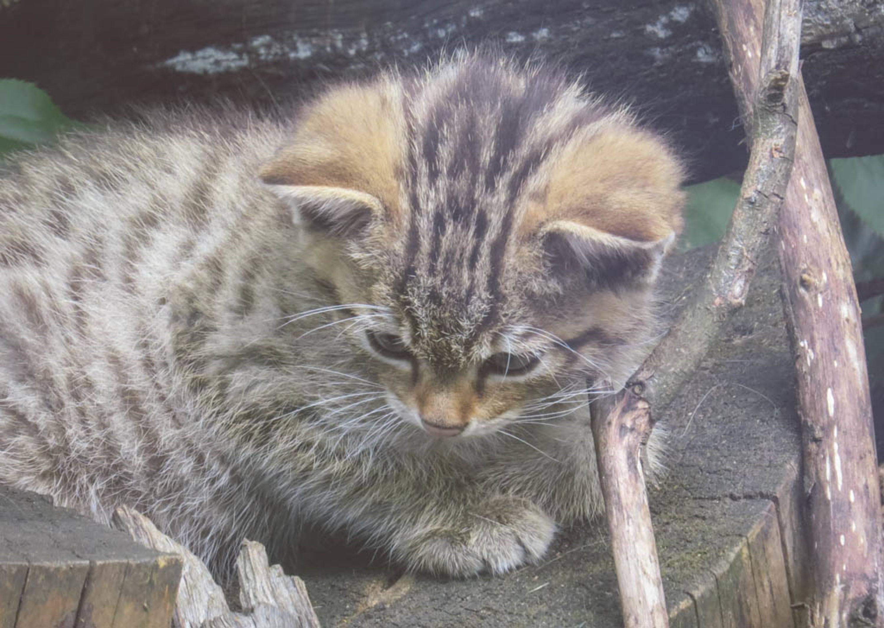 Wildkatze, Baby, im Nationalparkhaus Thayatal