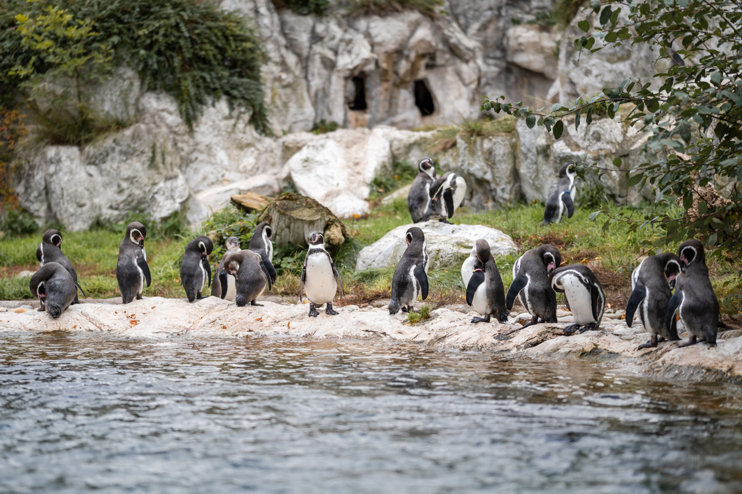 Humboldpinguine im Tiergarten Schönbrunn