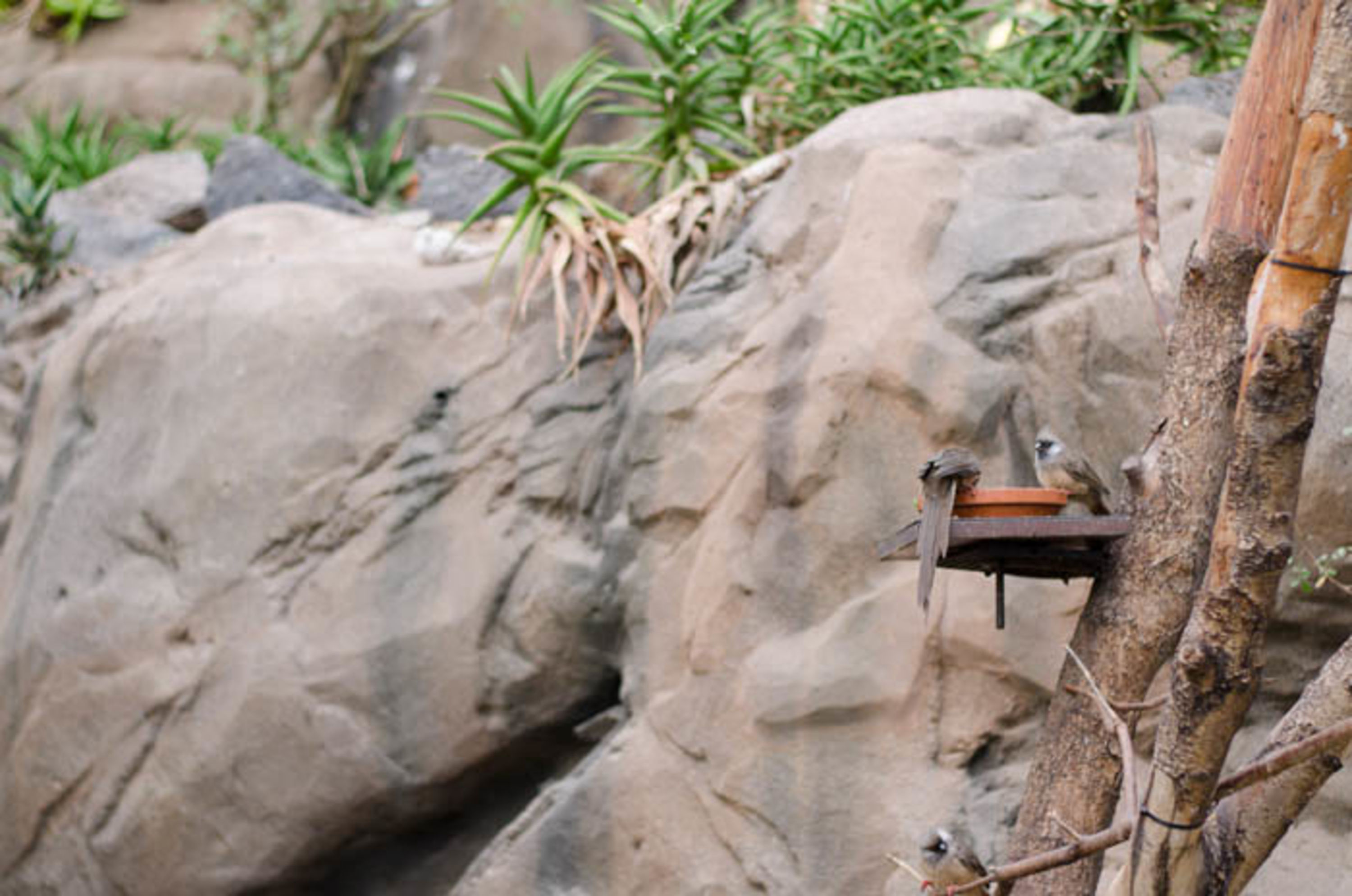 Vogel im Wüstenhaus Schönbrunn