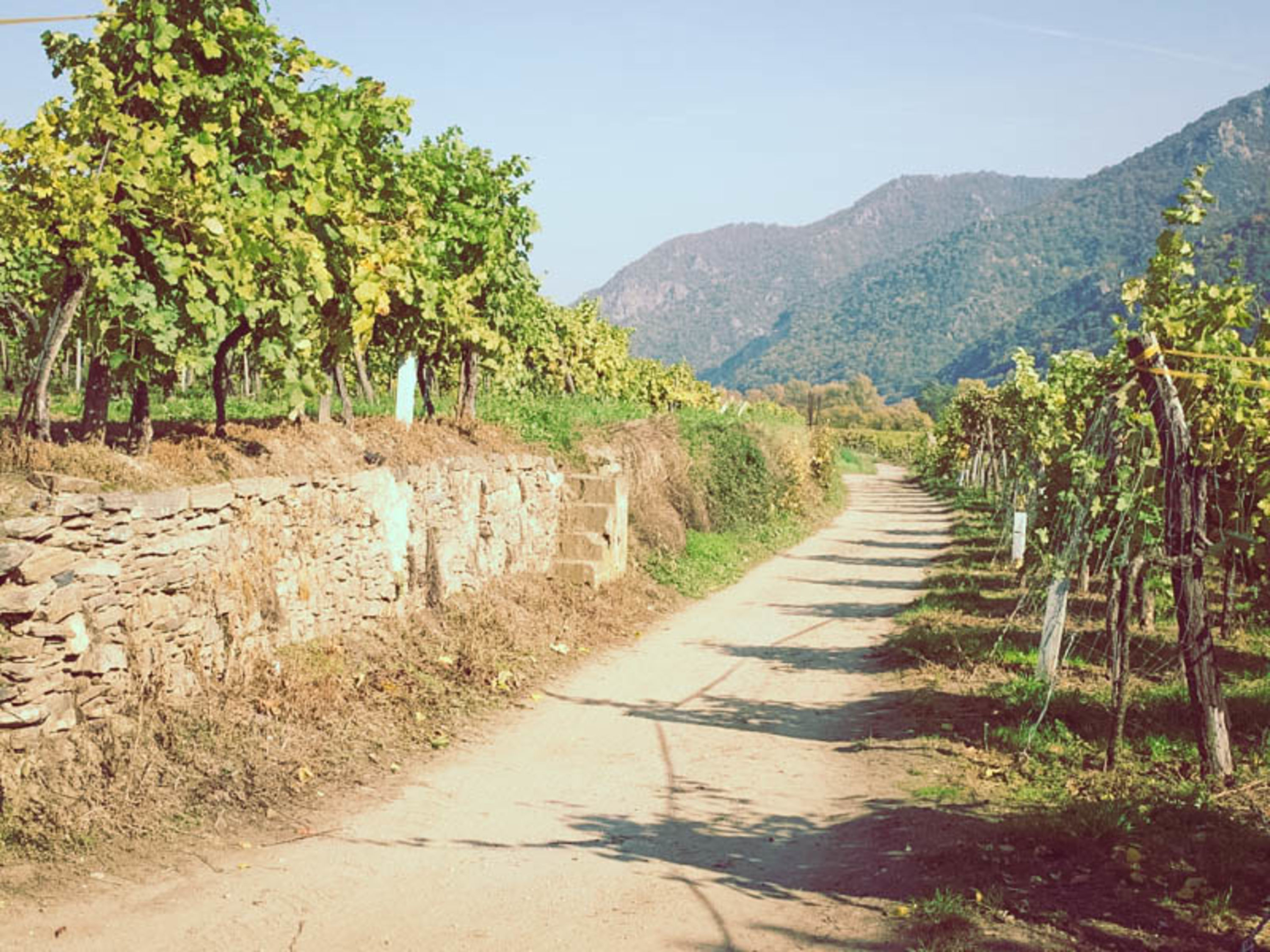 Weg durch die Weinberge in Dürnstein