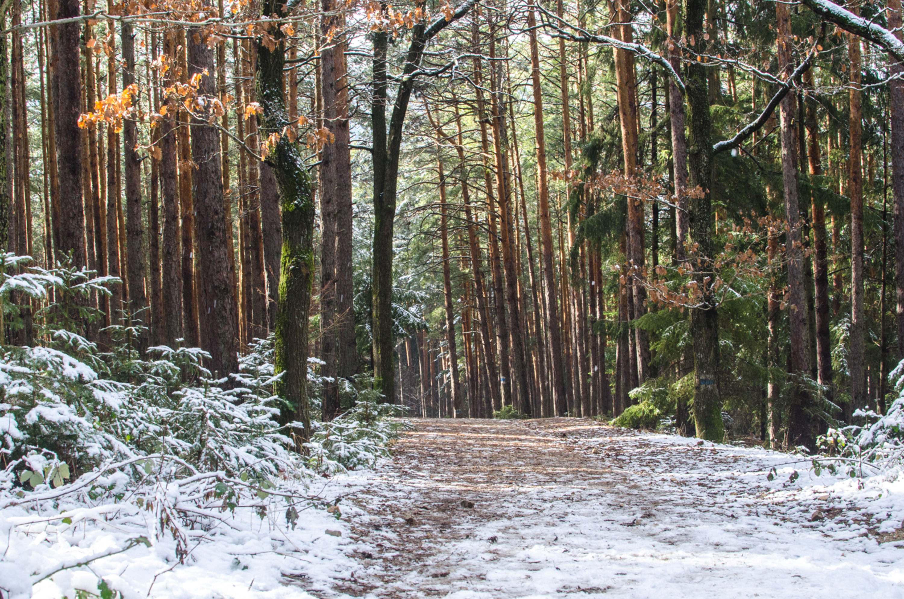 Waldweg im Winter zur Gfiederwarte, Gfieder Ternitz