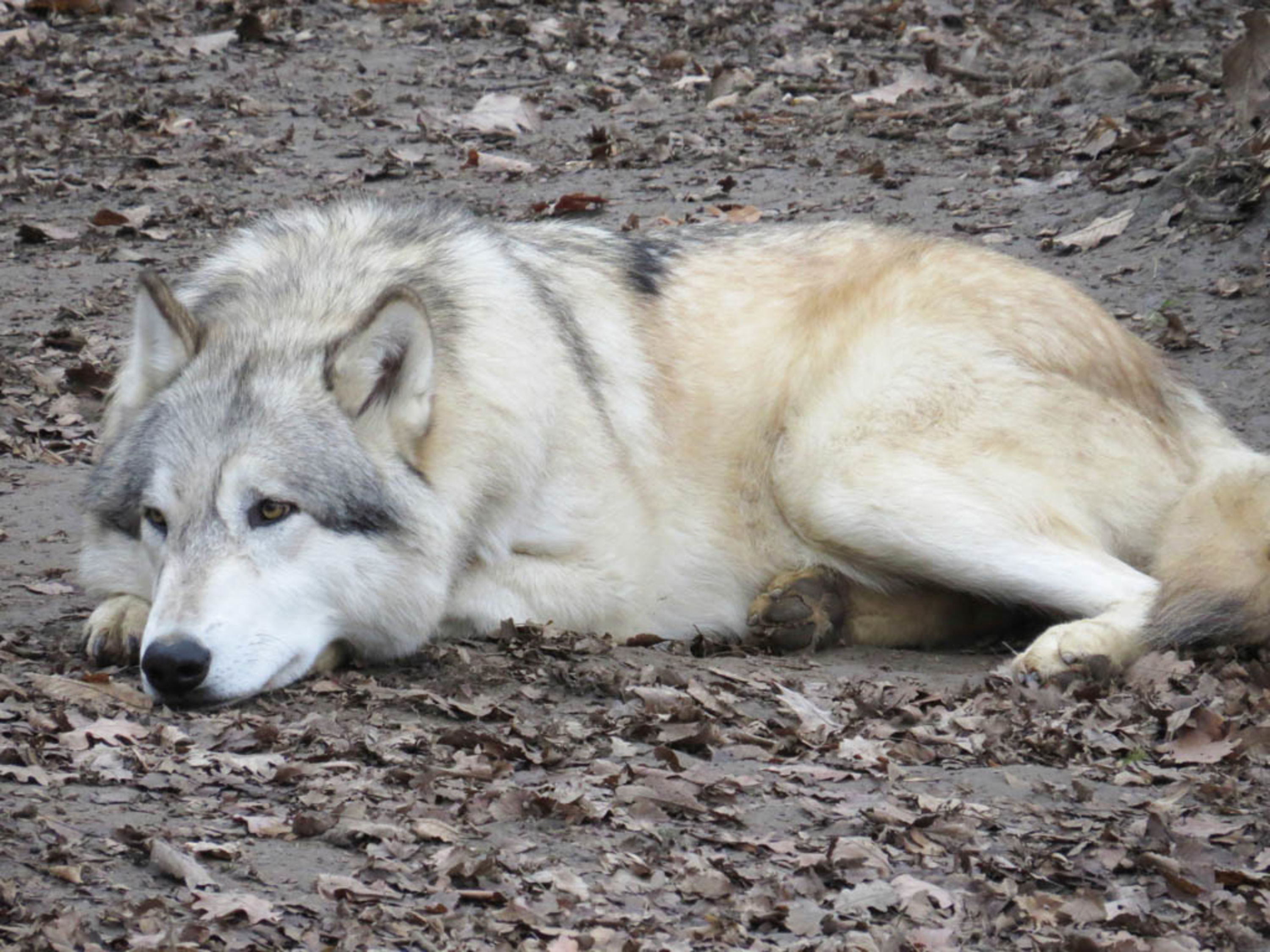 Wolf Wolf im Wolf Science Center