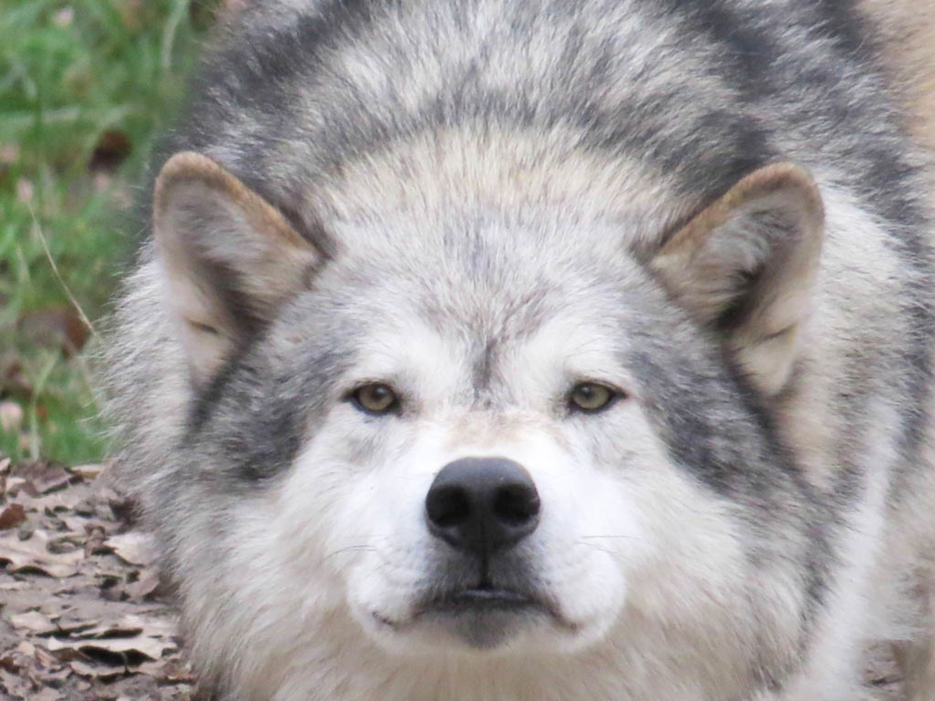 Wolfgesicht Wolf im Wolf Science Center in Ernstbrunn