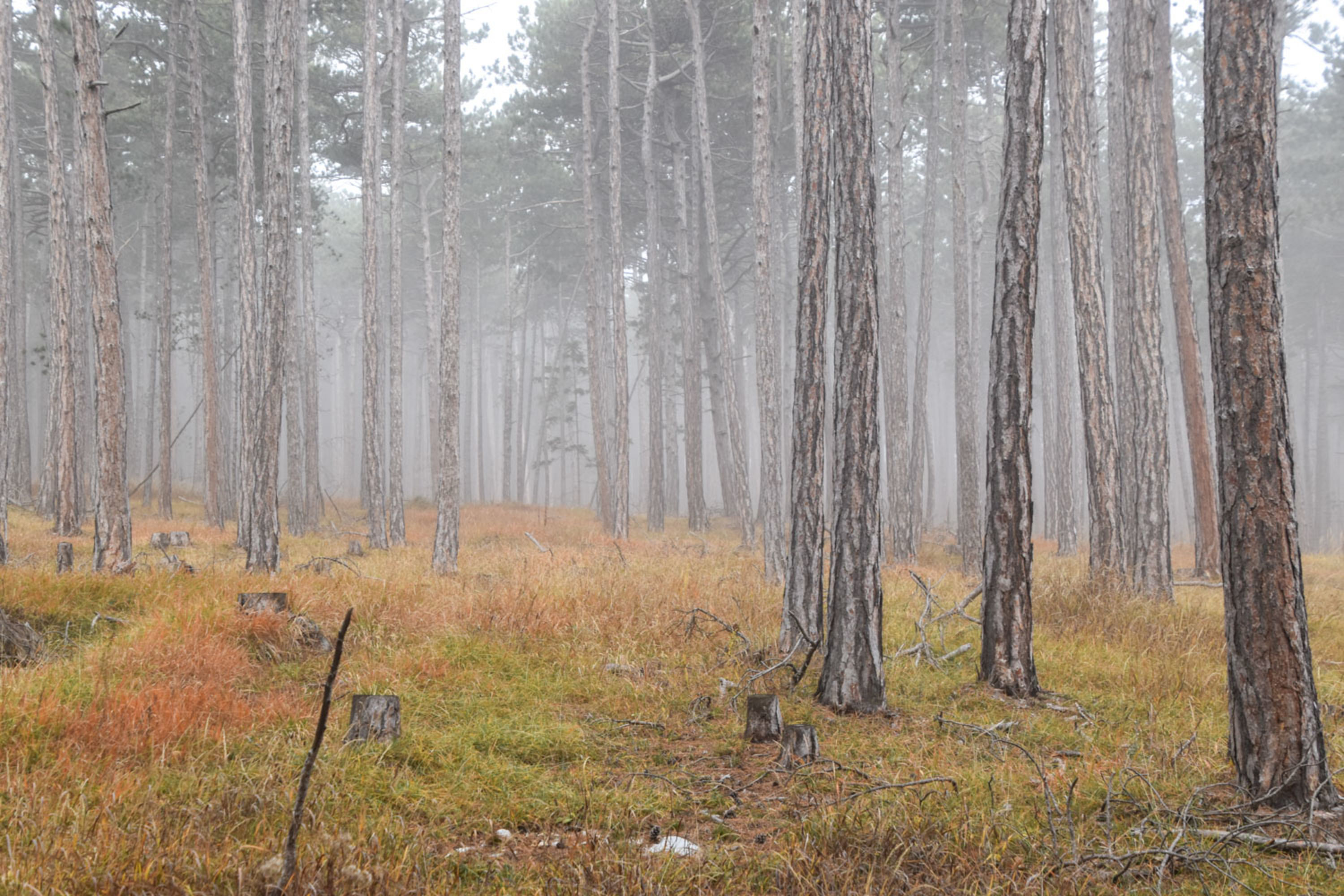 Wanderweg zum Dürrnberg bei Würflach, Nebel im Herbstwald