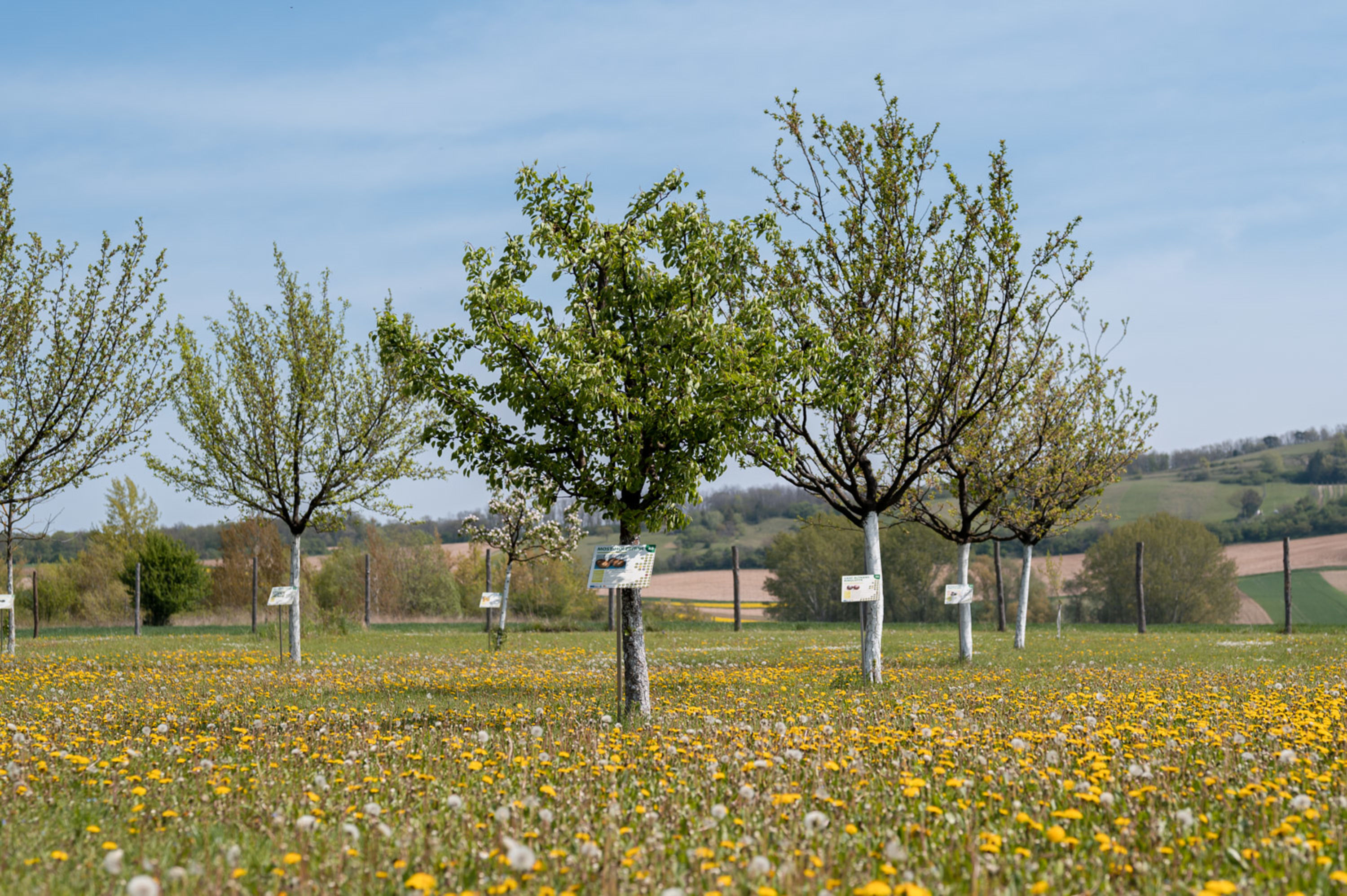 Obstbäume bei Rohrbach
