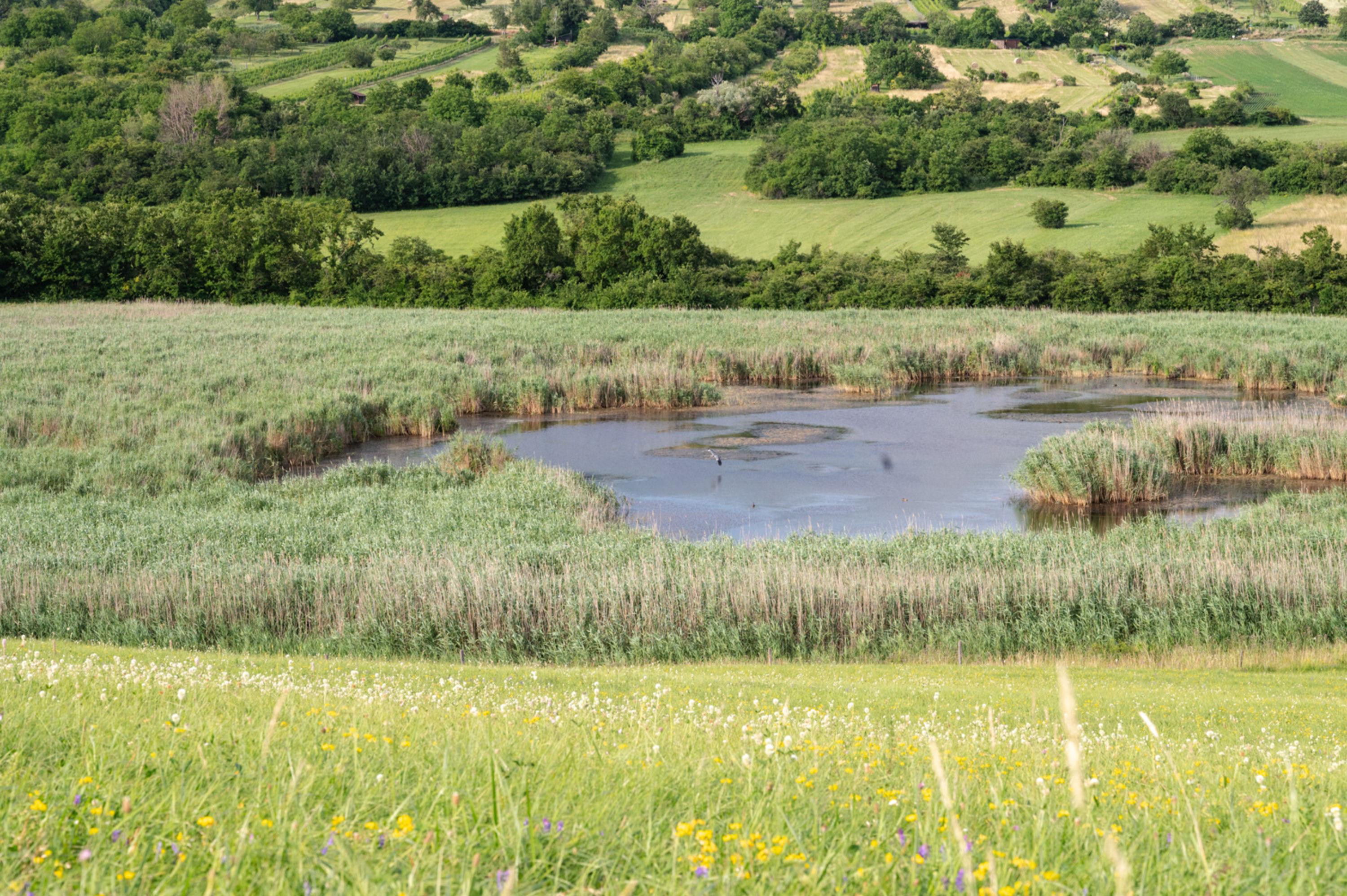 Reiher über den Teichwiesen, Naturentdeckungen in Mittelburgenland-Rosalia