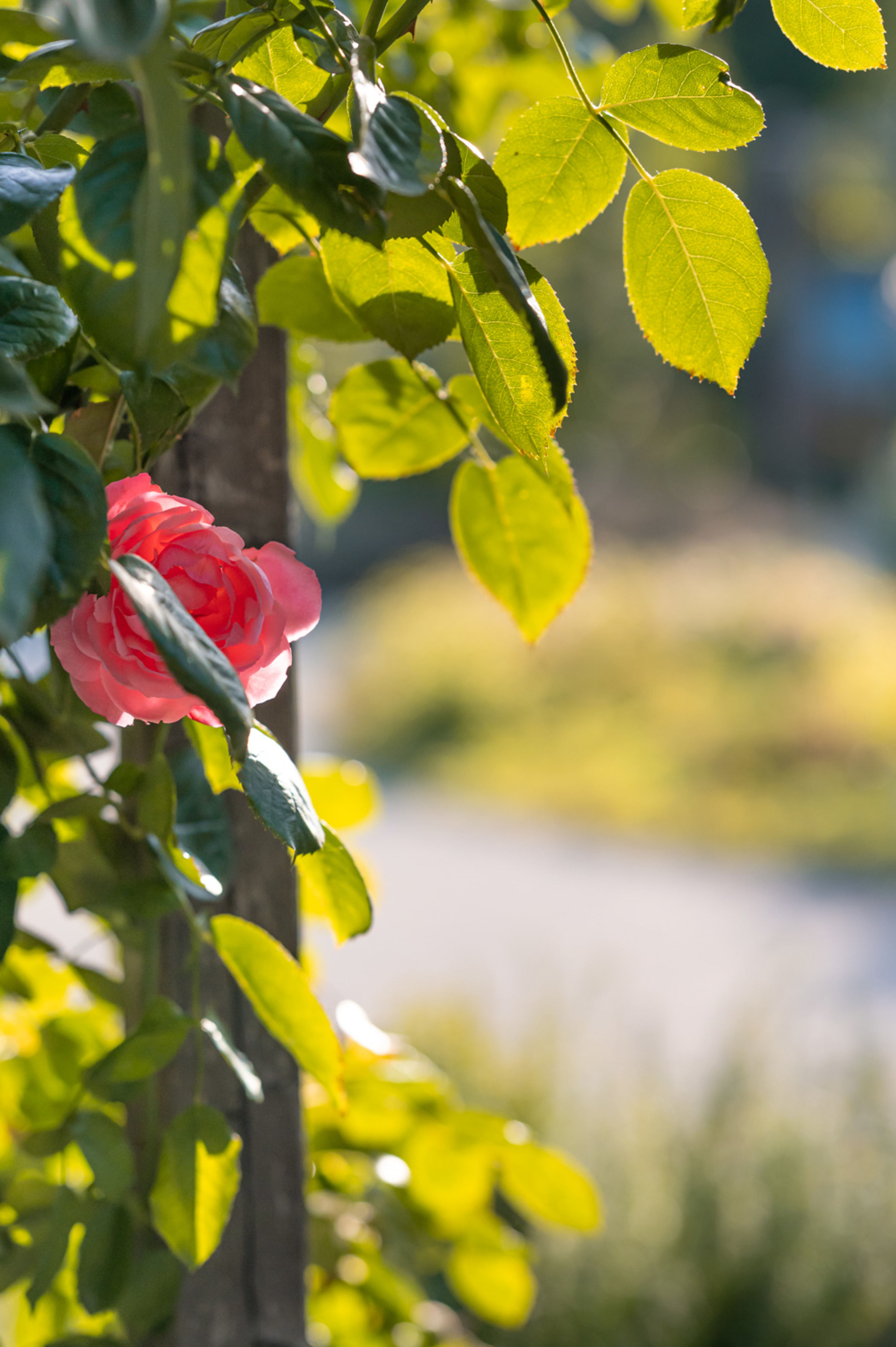 Rose im Rosarium Baden, Doblhoffpark