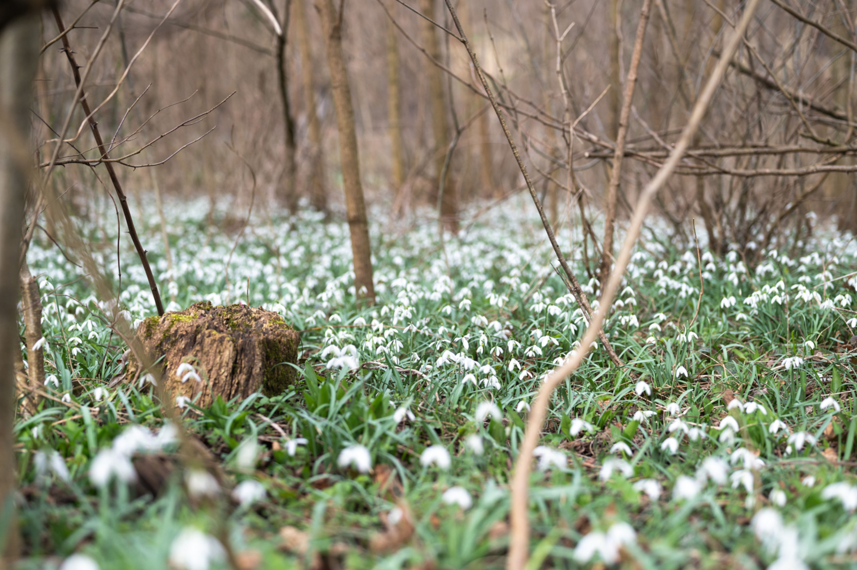 Schneeglöckchen am Wegesrand, Naturpark die Wüste Mannersdorf